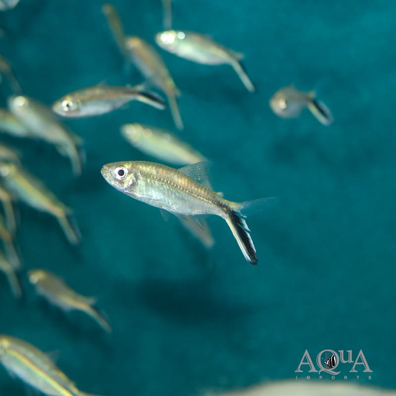 Obliqua Penguin Tetra (Thayeria obliqua)