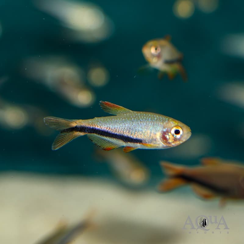 Black Arrow Tetra (Inpaichthys luizae)