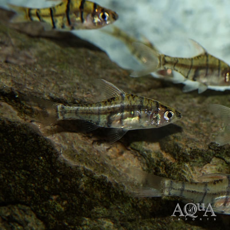Eight Banded Barb (Eirmotus octozona) - thumbnail 2