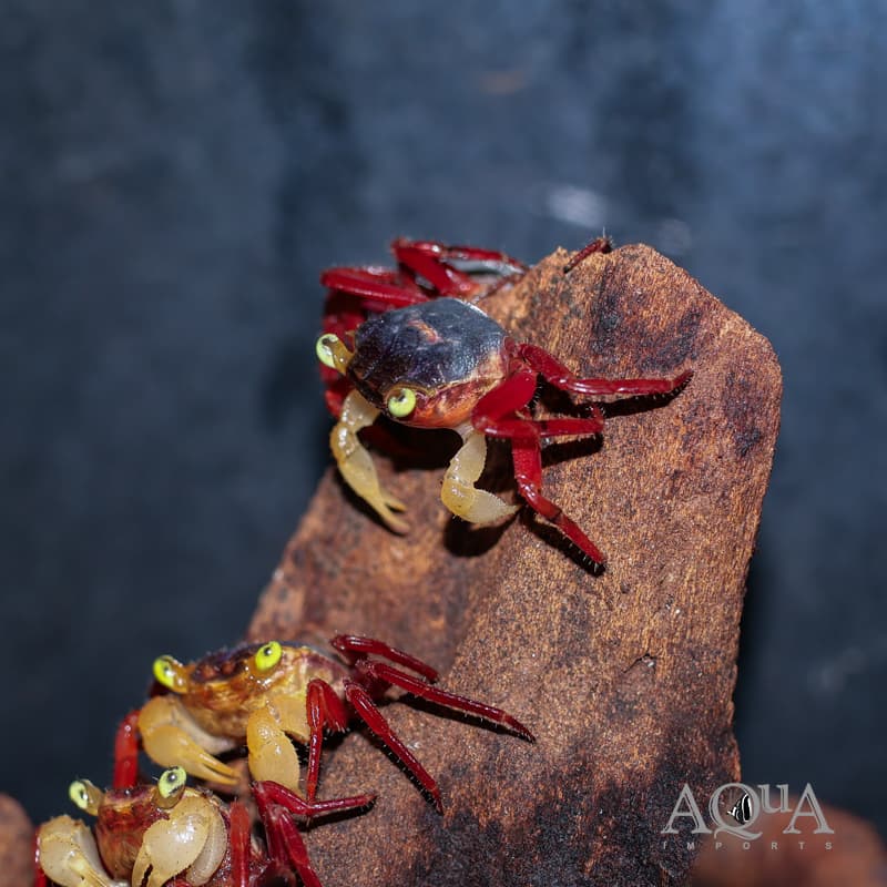 White Mandarin Vampire Crab (Geosesarma pontianak)