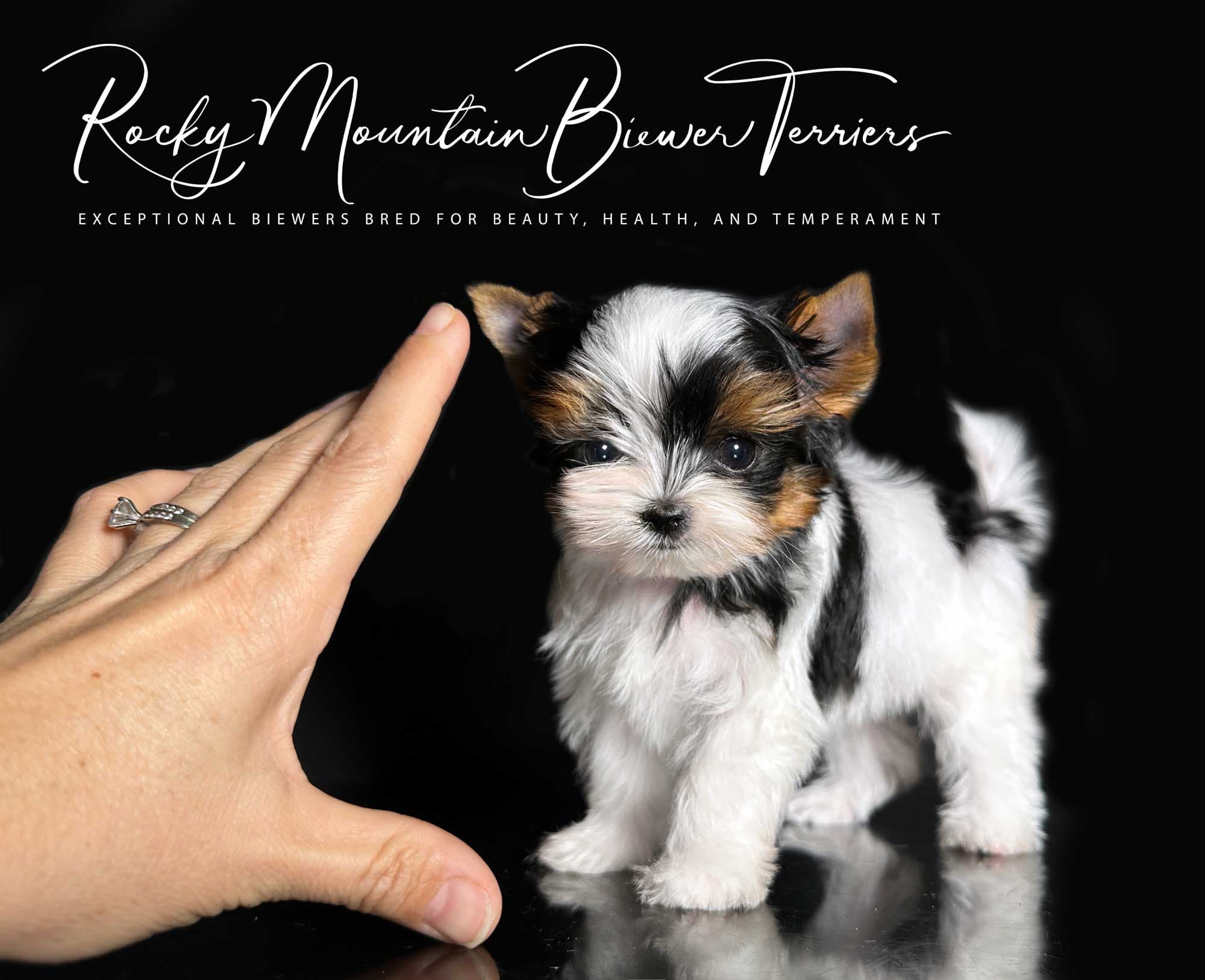 Priority Deposit for a Biewer Terrier Puppy - thumbnail 8