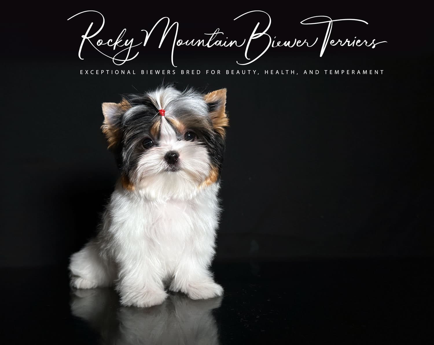 Priority Deposit for a Biewer Terrier Puppy - thumbnail 9