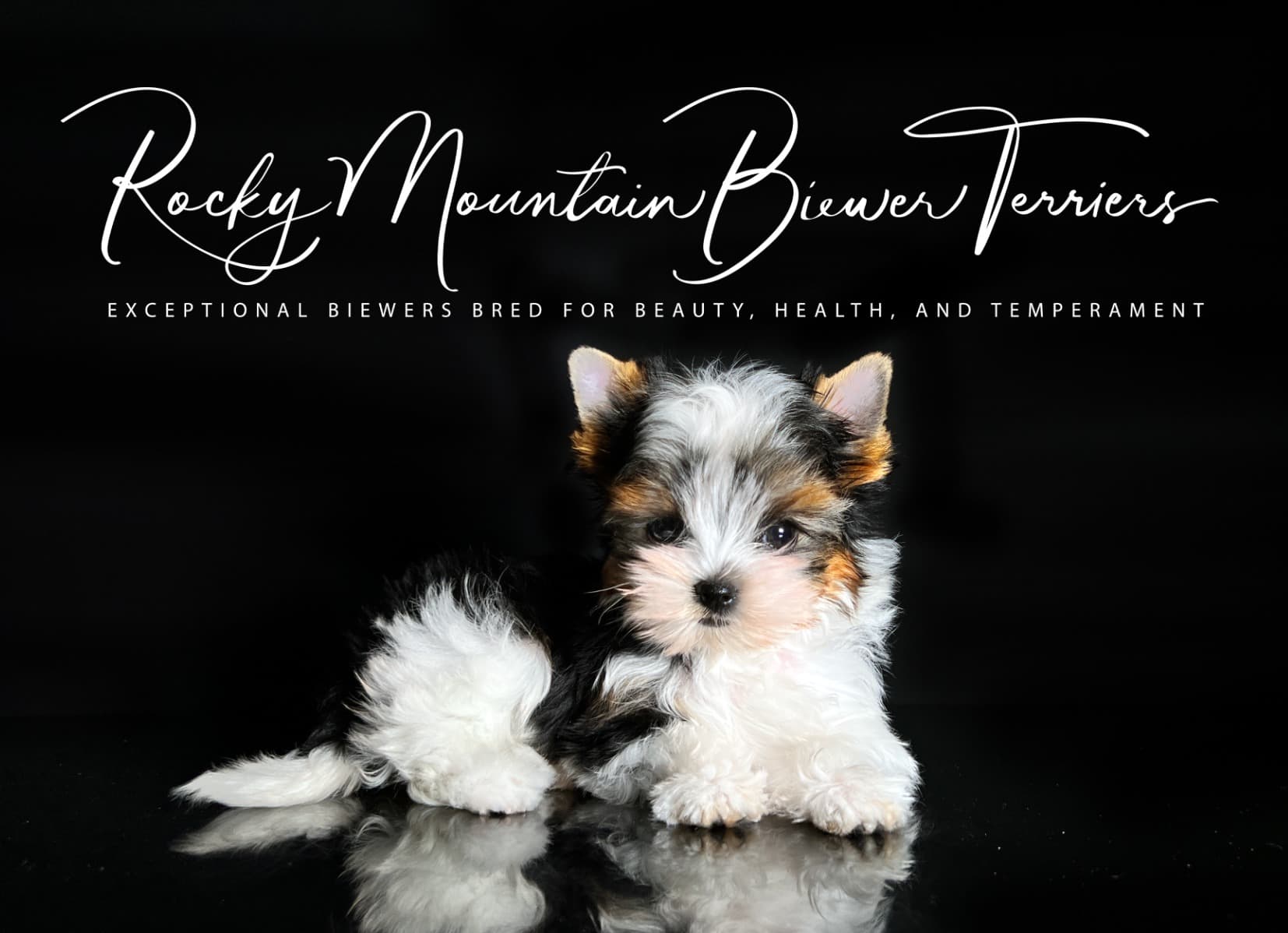 Priority Deposit for a Biewer Terrier Puppy - thumbnail 10