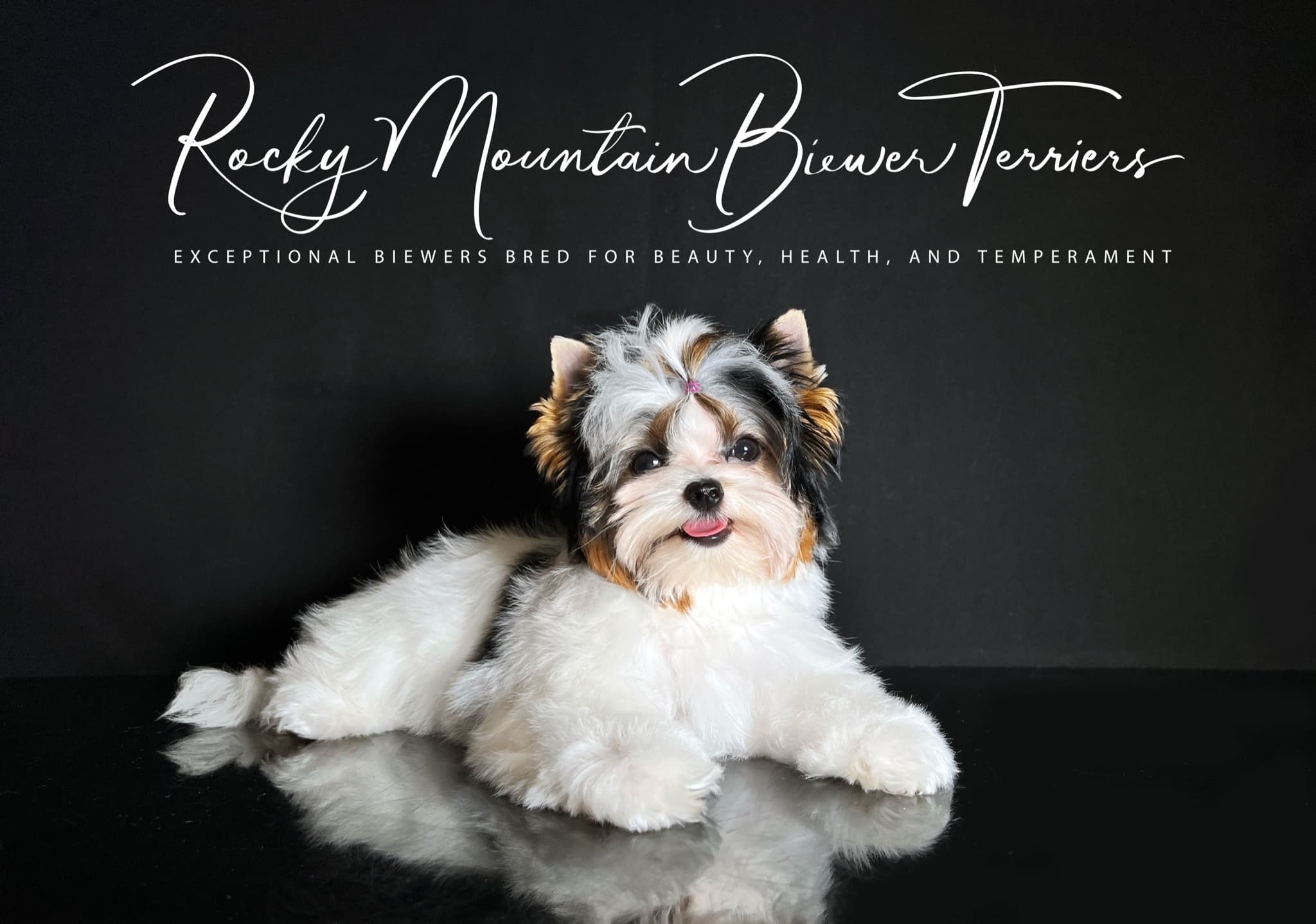 Priority Deposit for a Biewer Terrier Puppy - thumbnail 4