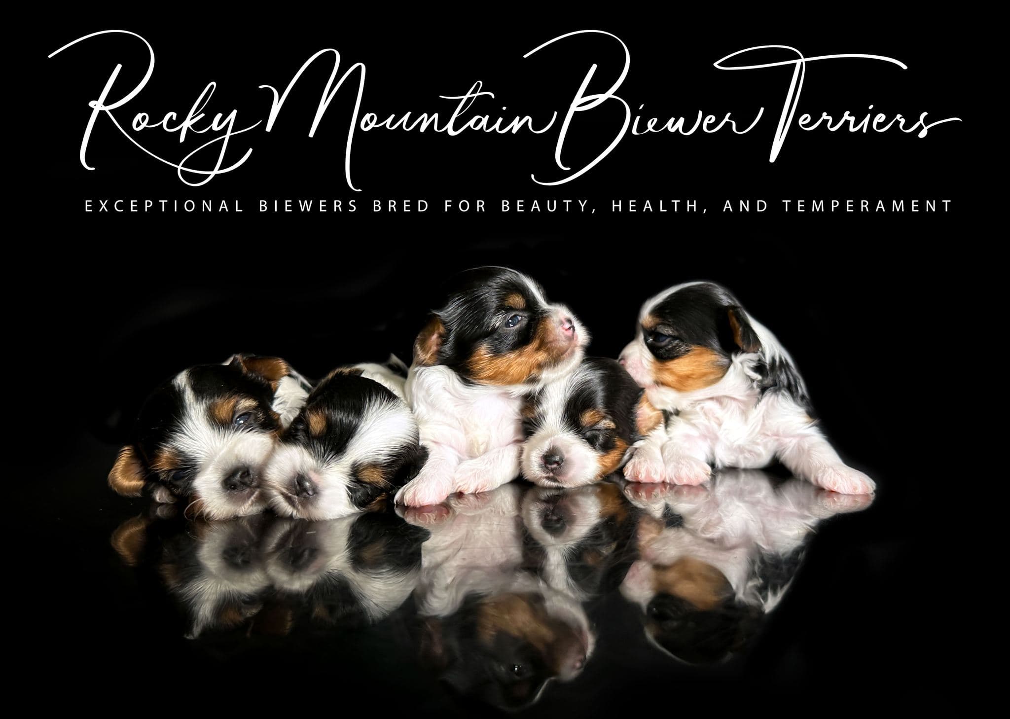 Priority Deposit for a Biewer Terrier Puppy - thumbnail 5