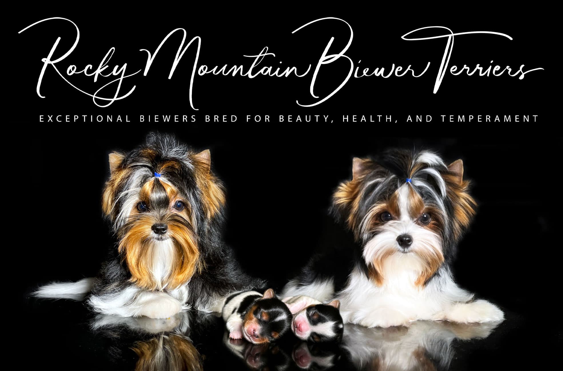 Priority Deposit for a Biewer Terrier Puppy - thumbnail 6