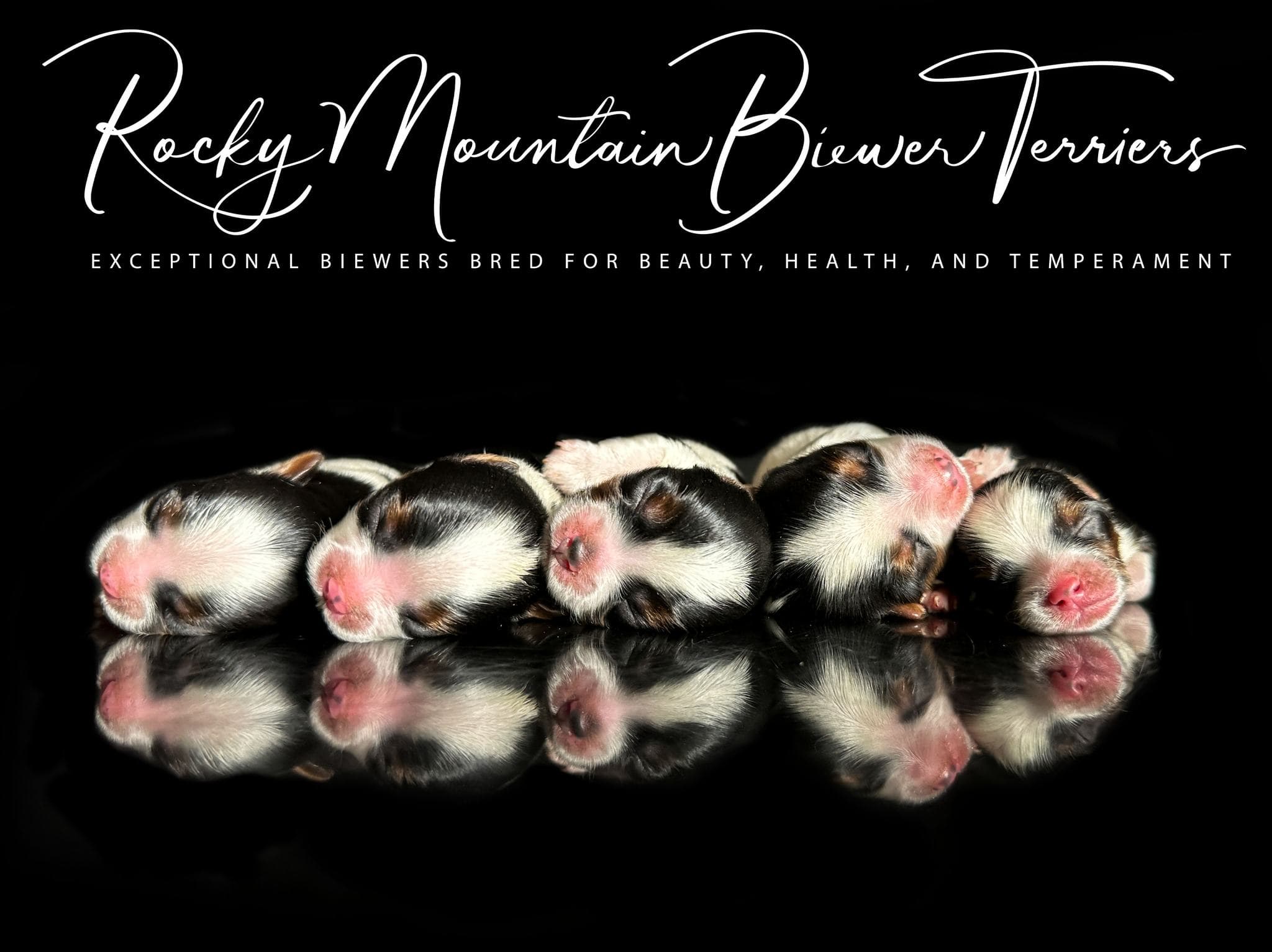 Priority Deposit for a Biewer Terrier Puppy - thumbnail 7