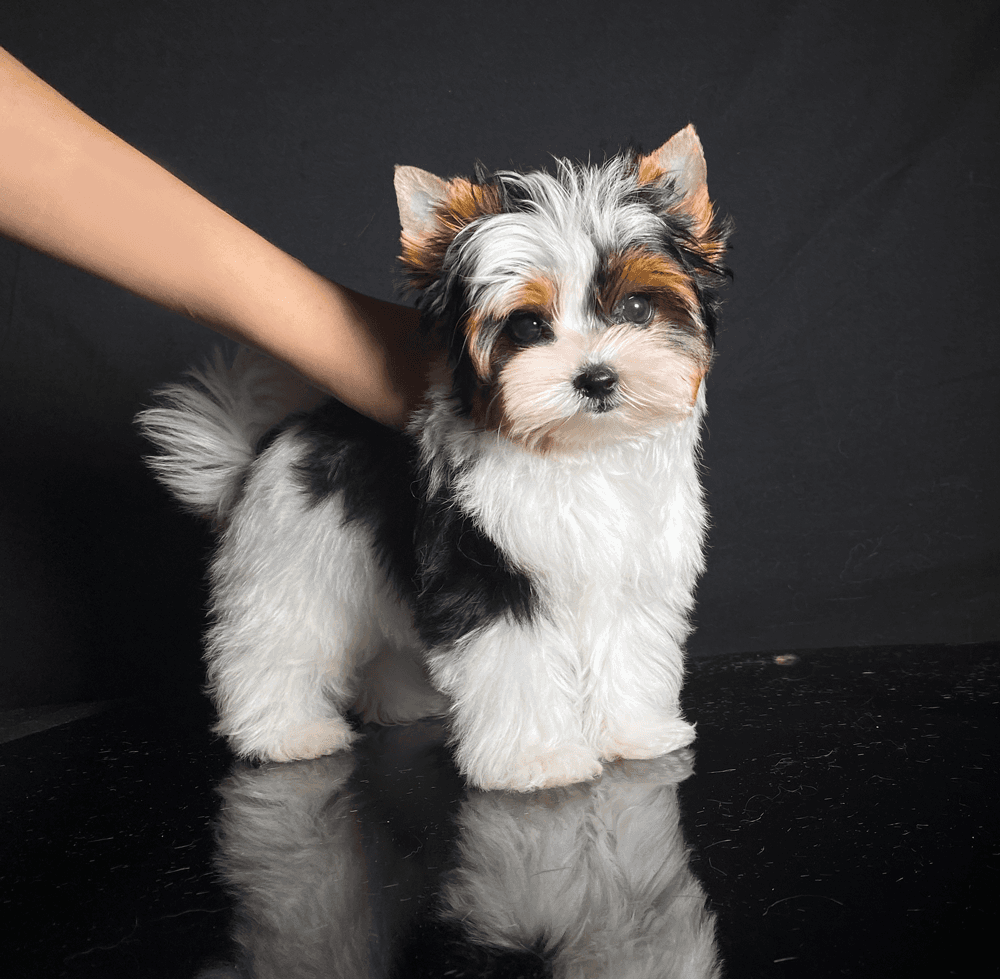 Priority Deposit for a Biewer Terrier Puppy