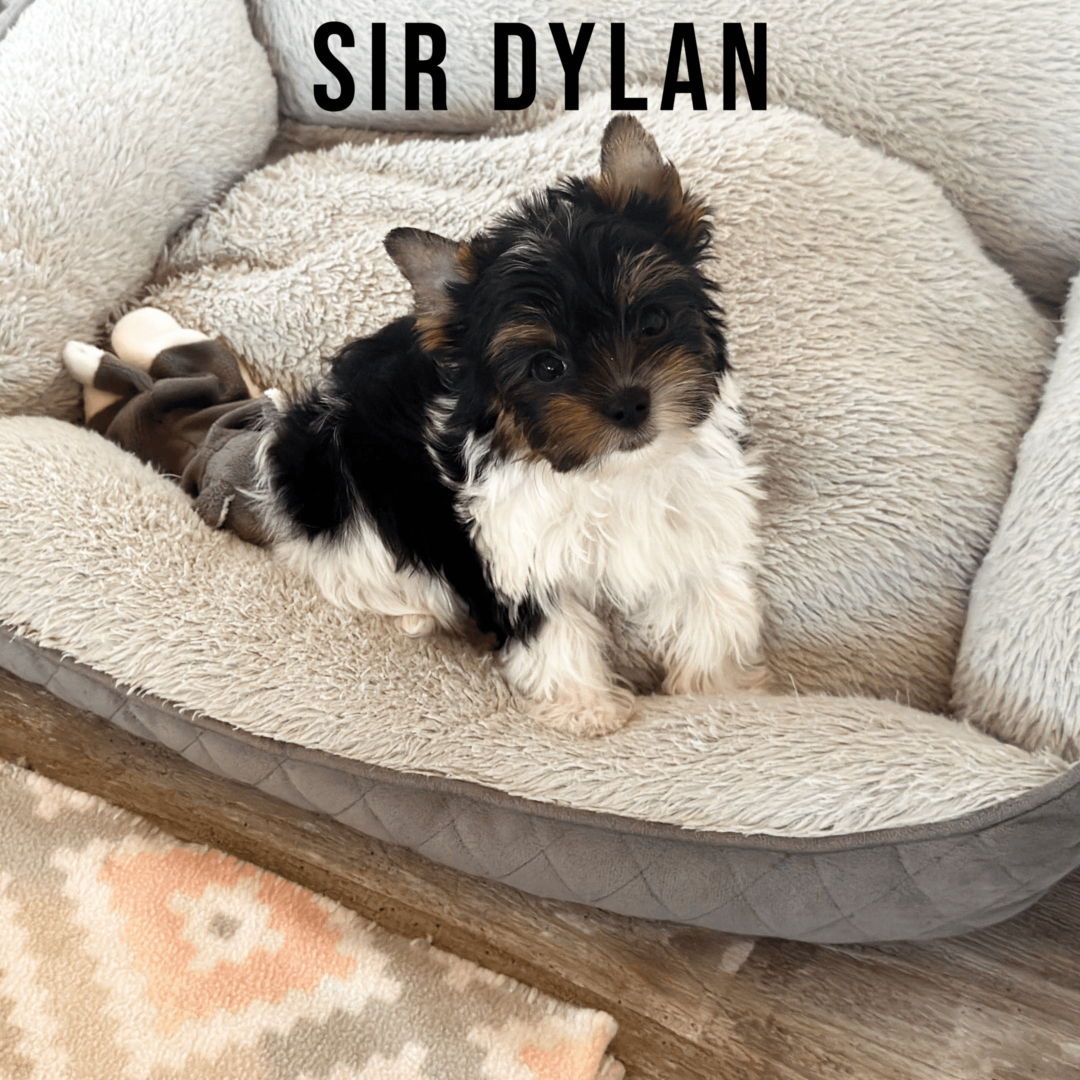 Biewer Terrier Puppy Boy Sir Dylan - thumbnail 4