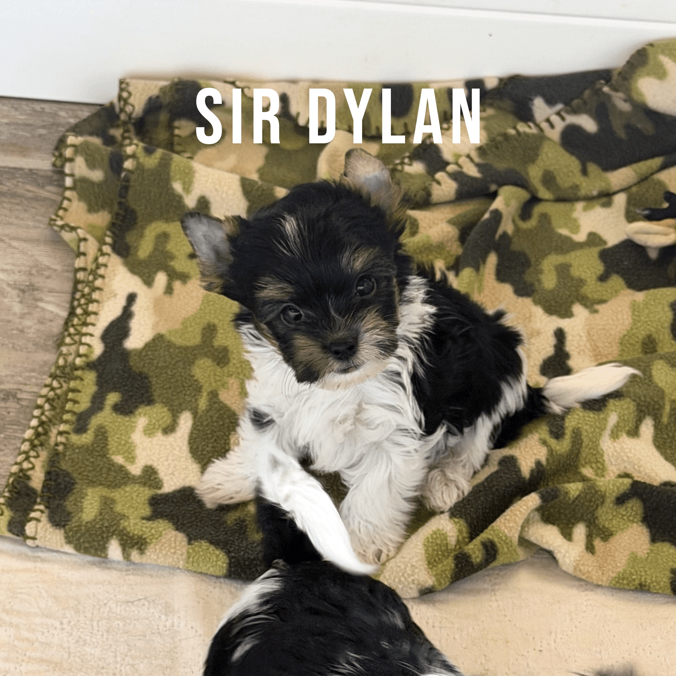 Biewer Terrier Puppy Boy Sir Dylan - thumbnail 6