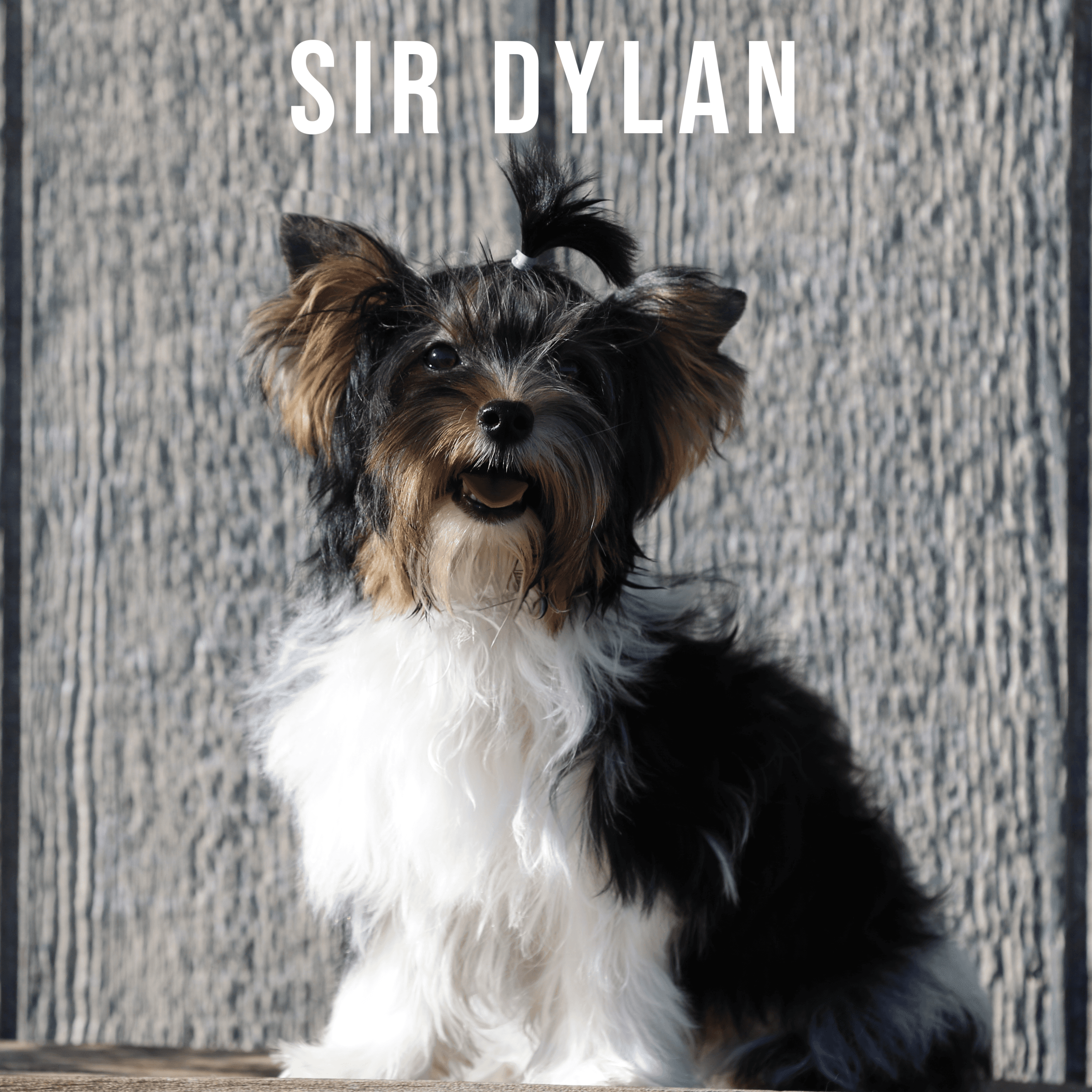 Biewer Terrier Puppy Boy Sir Dylan - thumbnail 2