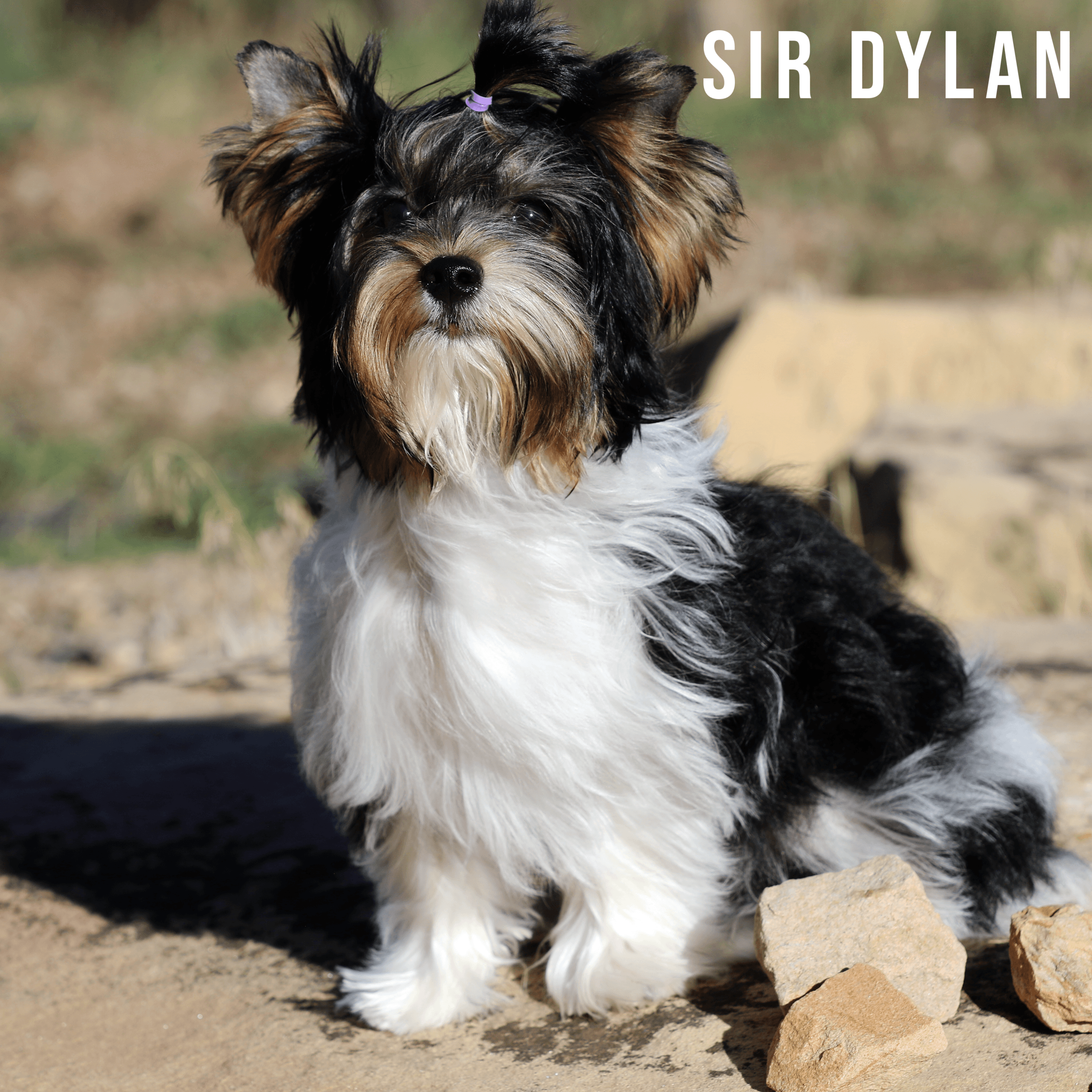 Biewer Terrier Puppy Boy Sir Dylan - thumbnail 3