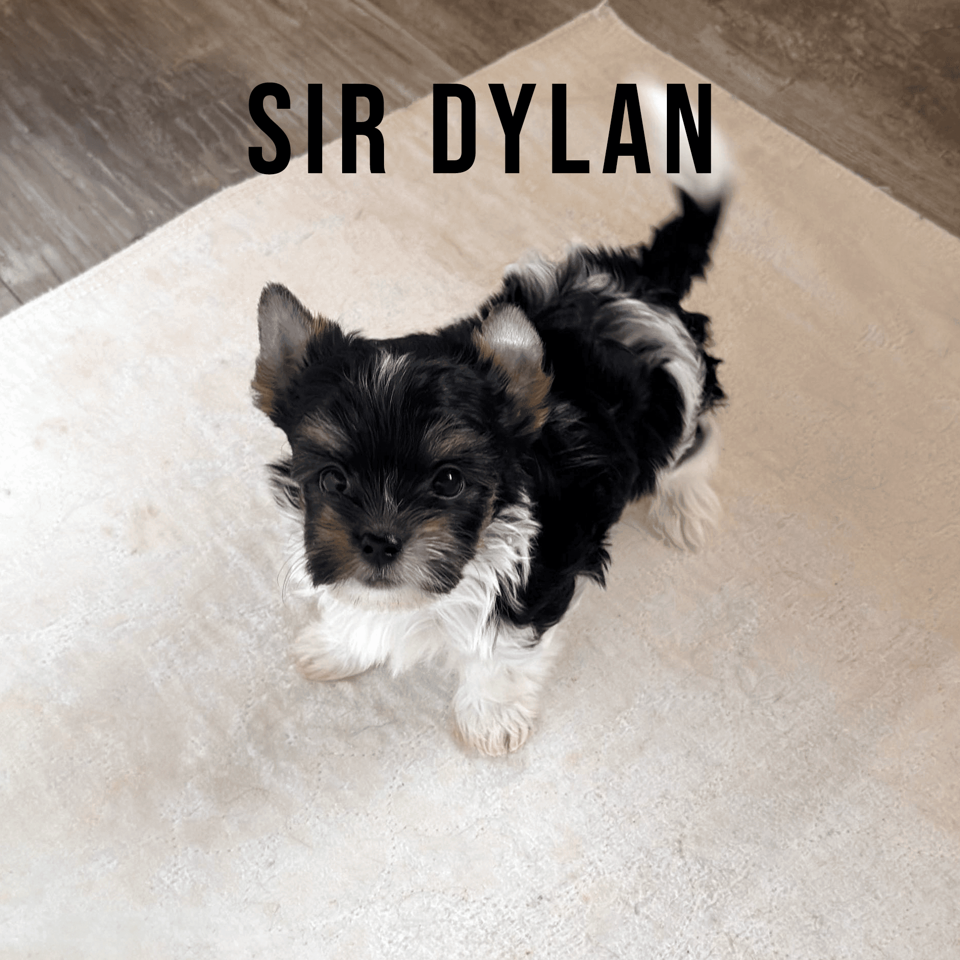 Biewer Terrier Puppy Boy Sir Dylan - thumbnail 5