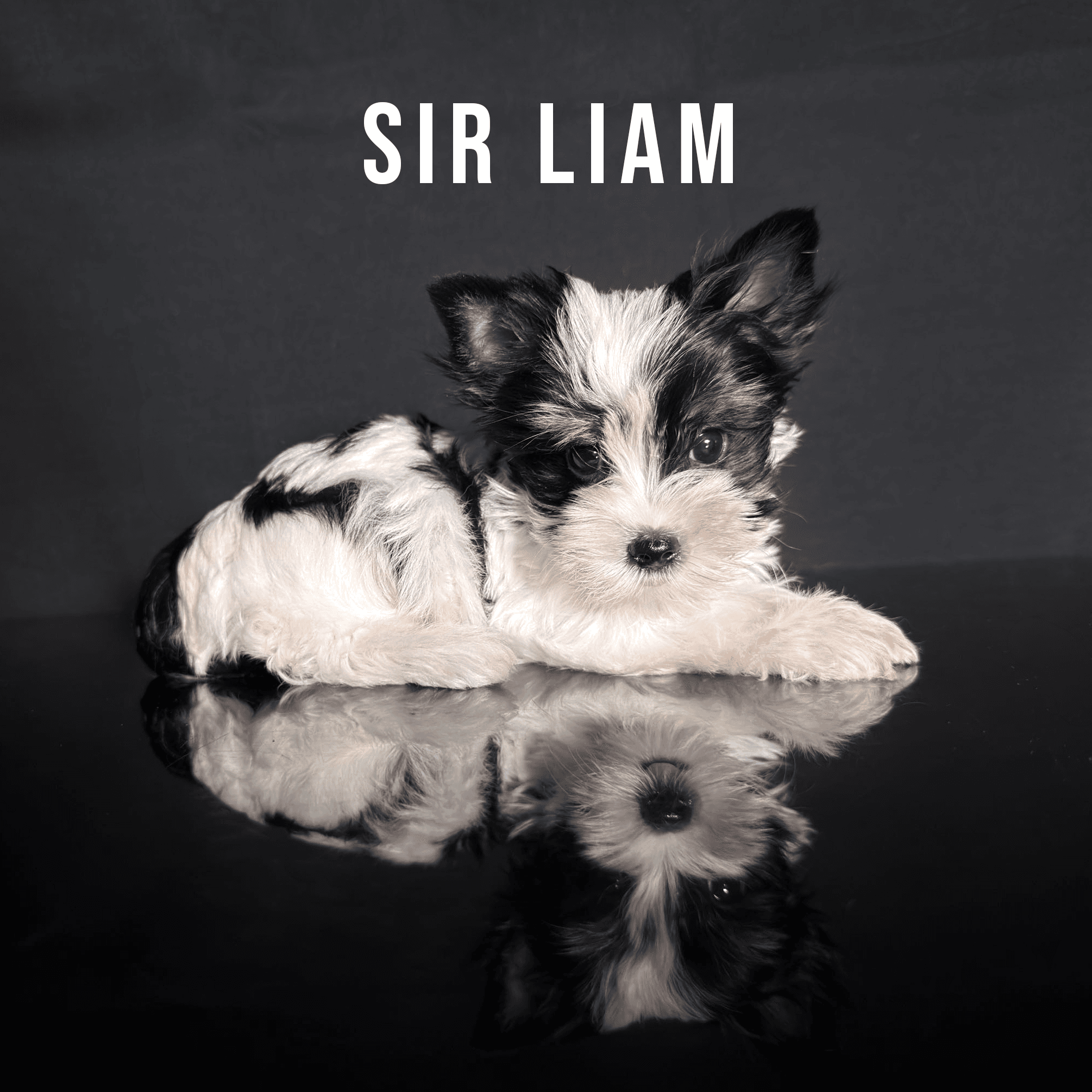 Biewer Terrier Puppy Boy Sir Liam - thumbnail 2
