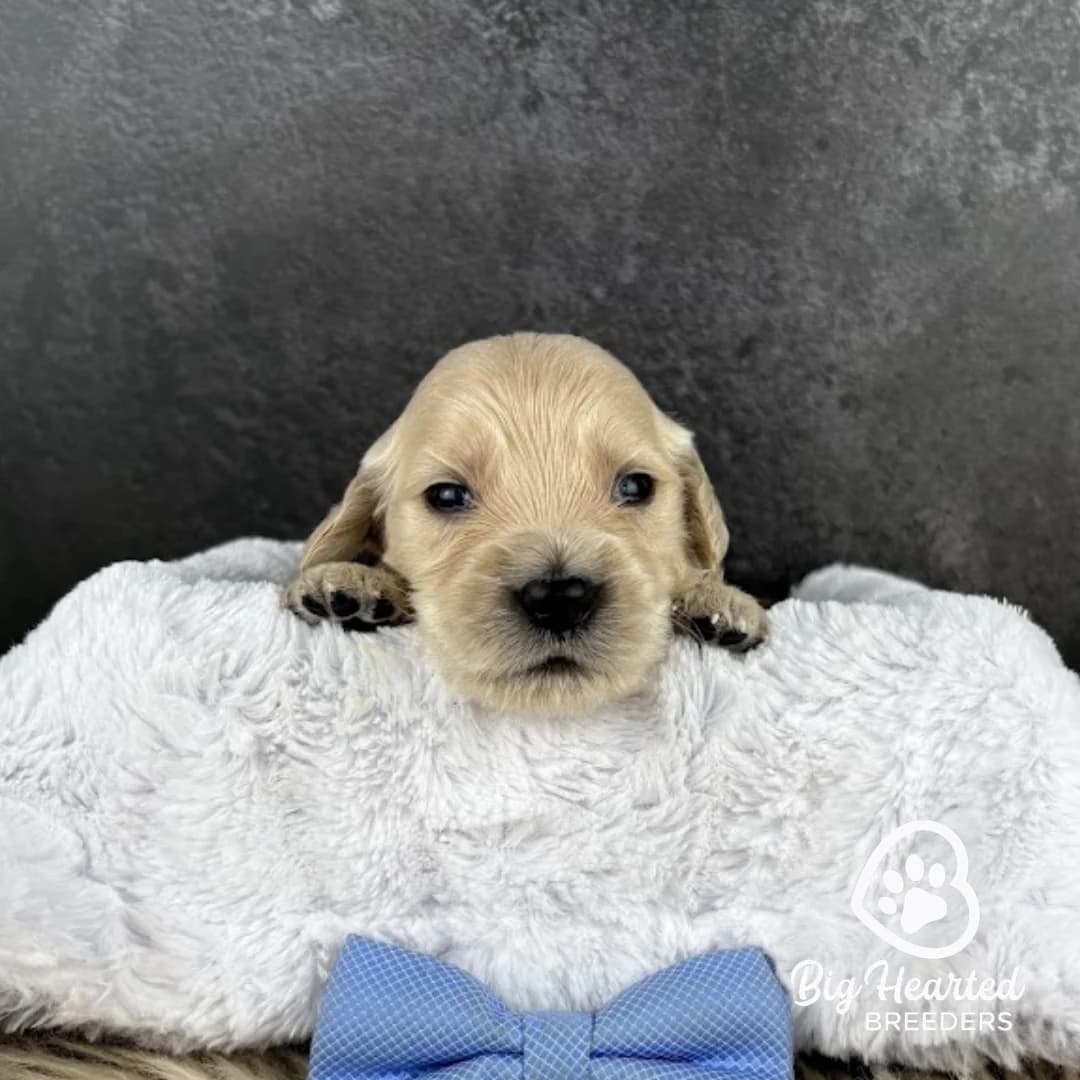 Max