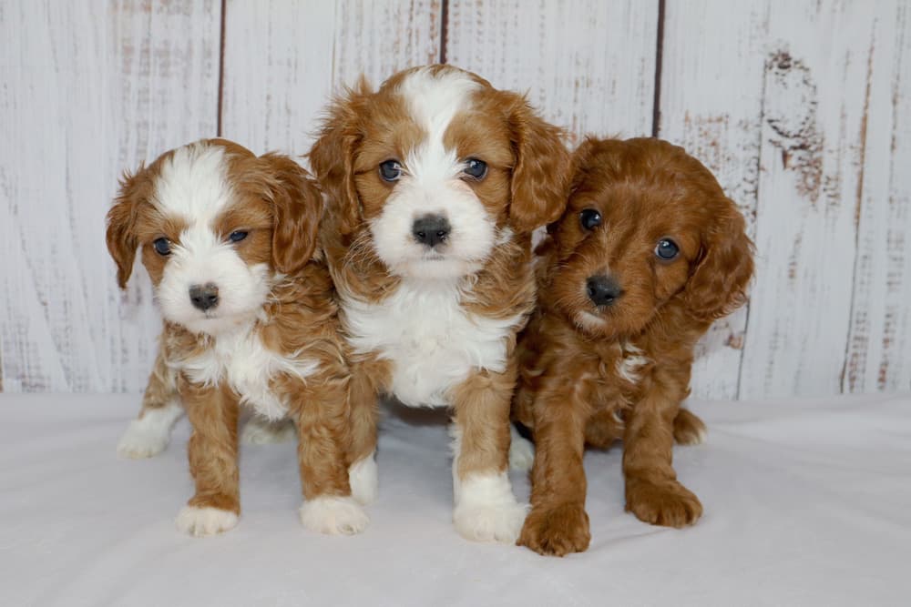 Nessa & Archie F1 Cavapoo Litter