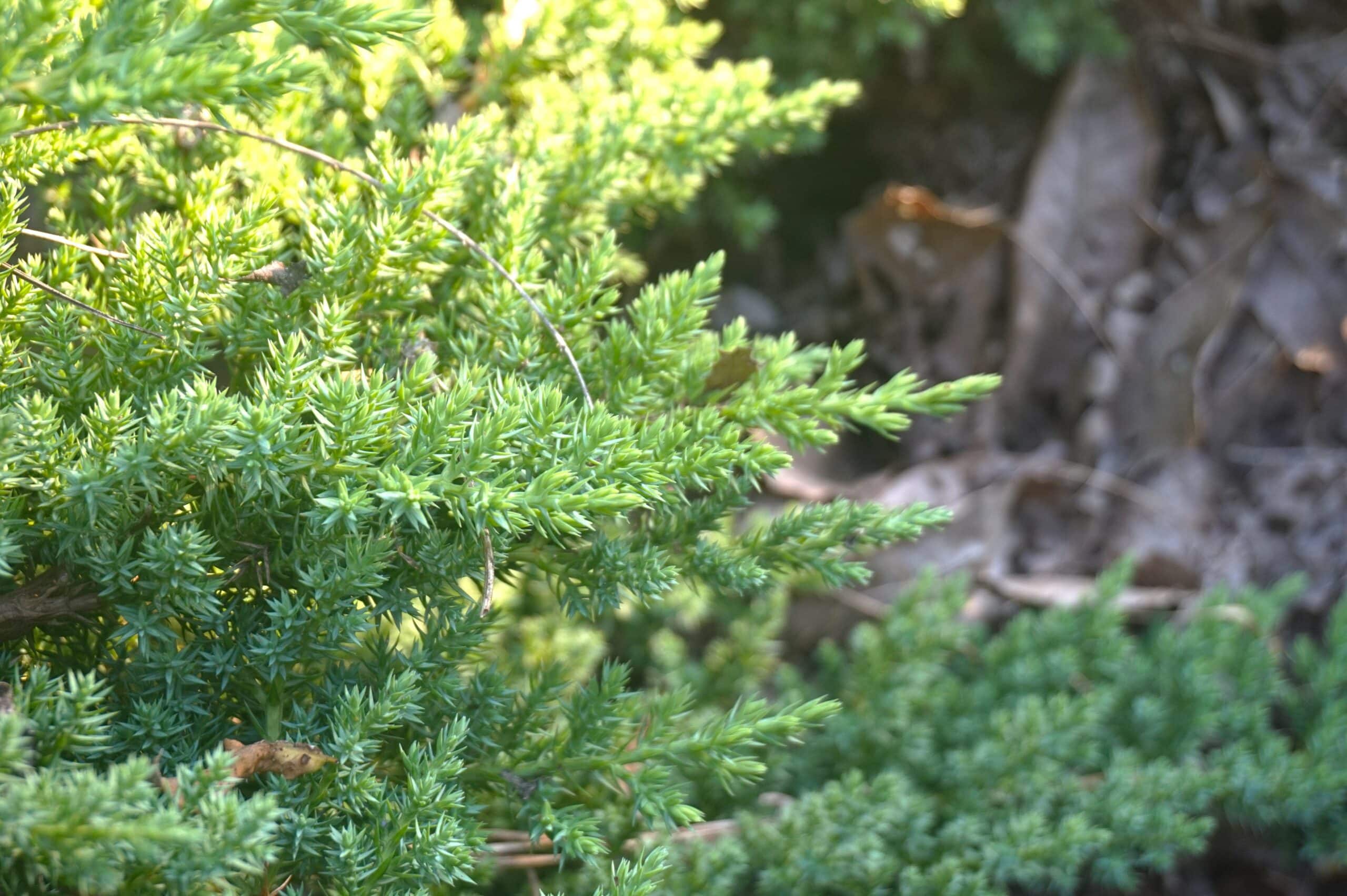 Spreading Juniper (Juniperus chinensis Hetzii Glauca) - thumbnail 2