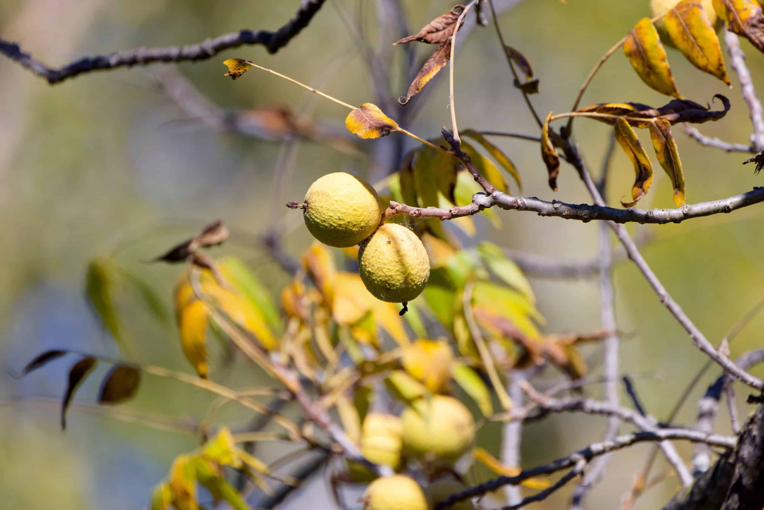 Black Walnut (Juglans nigra) - thumbnail 2