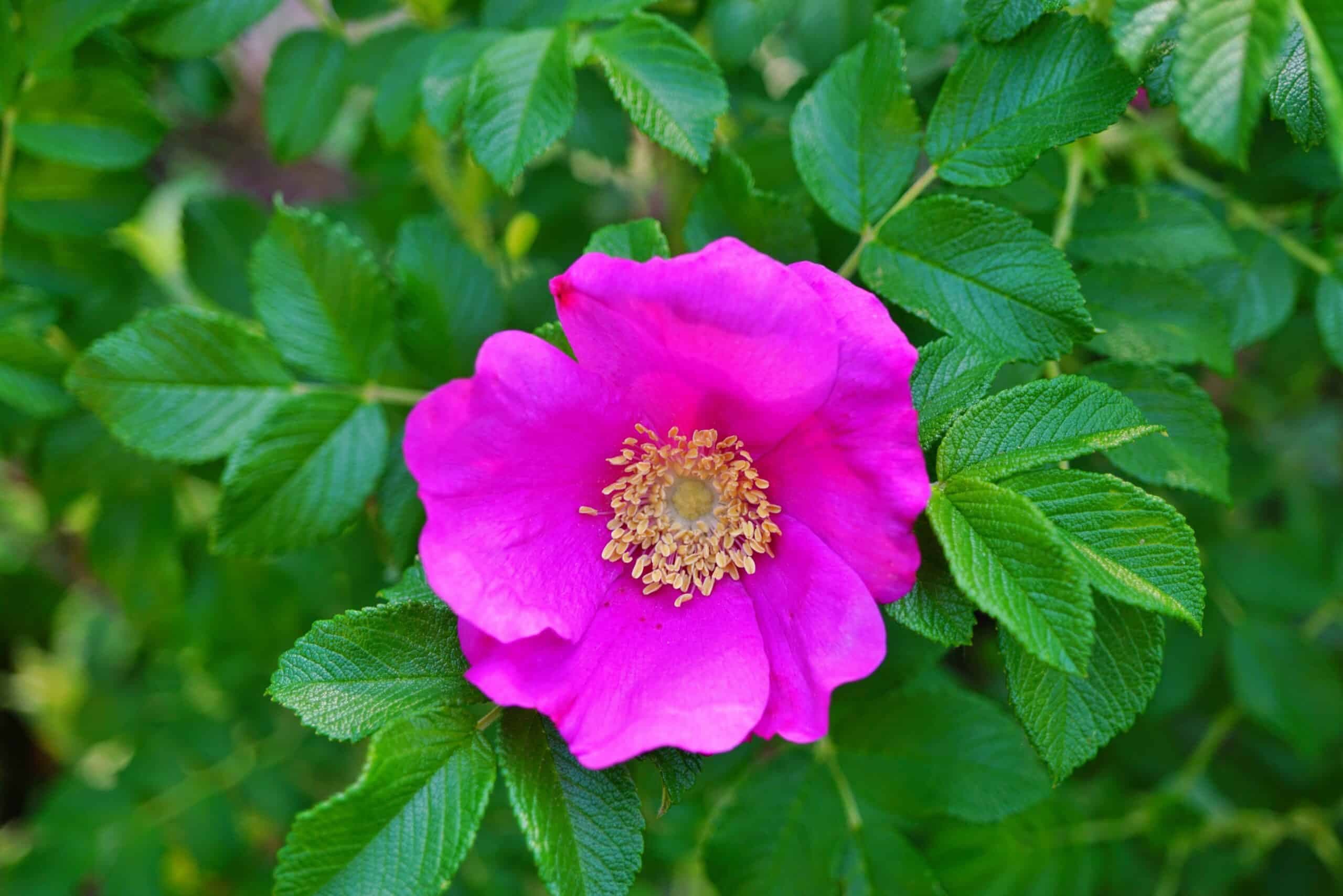 Pink Beach Rose (Rosa rugosa)