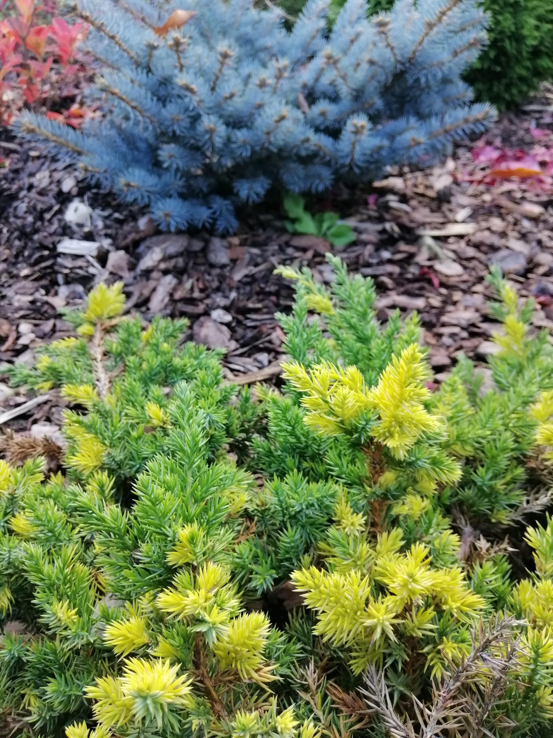 Spreading Juniper (Juniperus chinensis Hetzii Glauca)