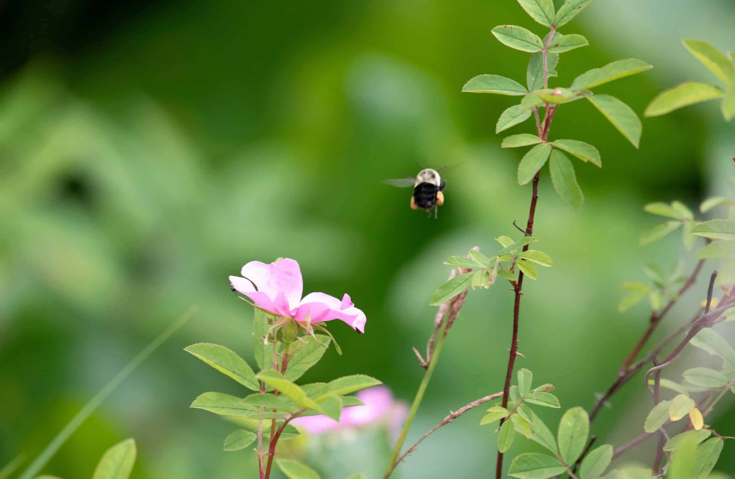 Swamp Rose (Rosa palustris ) - thumbnail 2