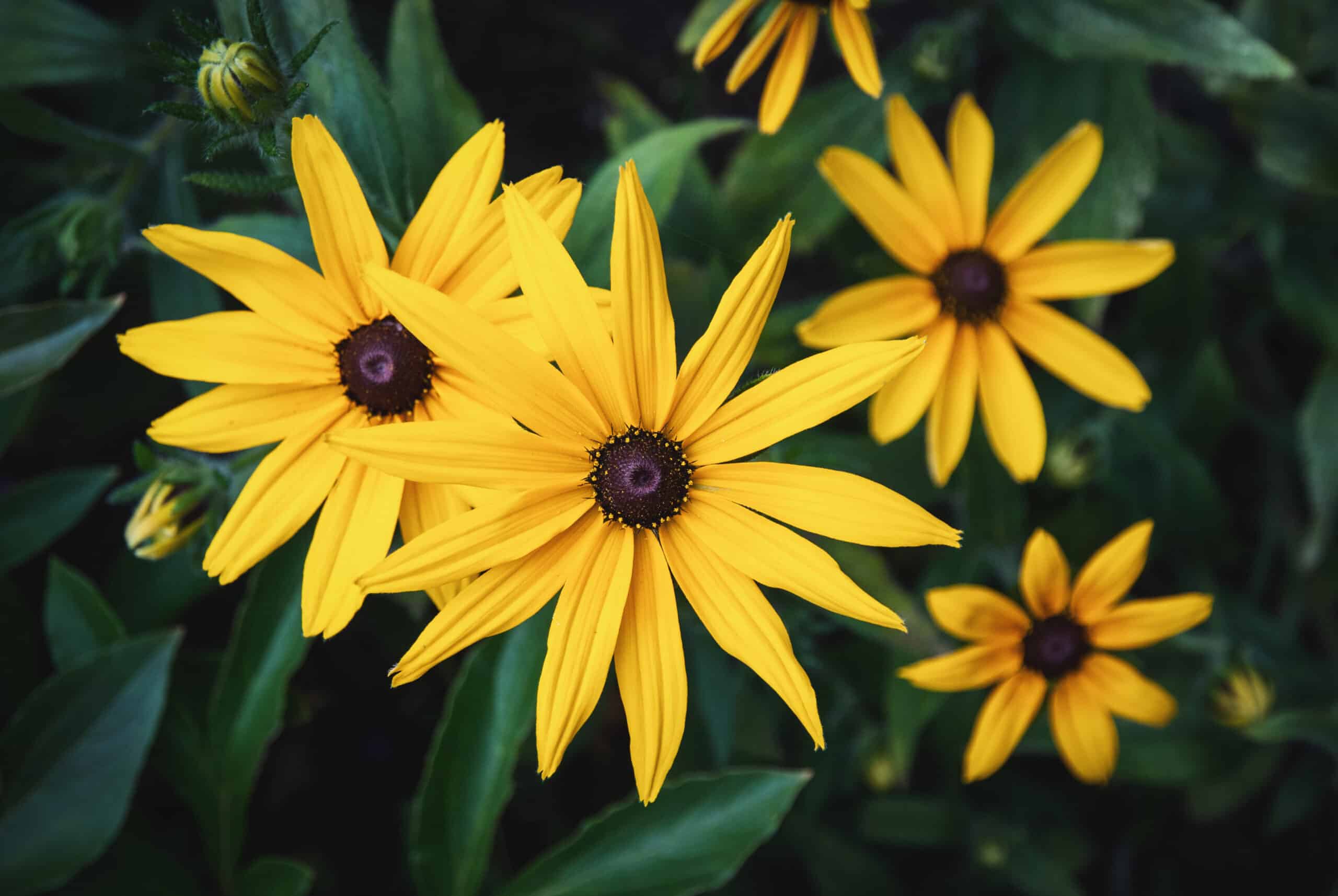 Black Eyed Susan (Rudbeckia fulgida Goldsturm)