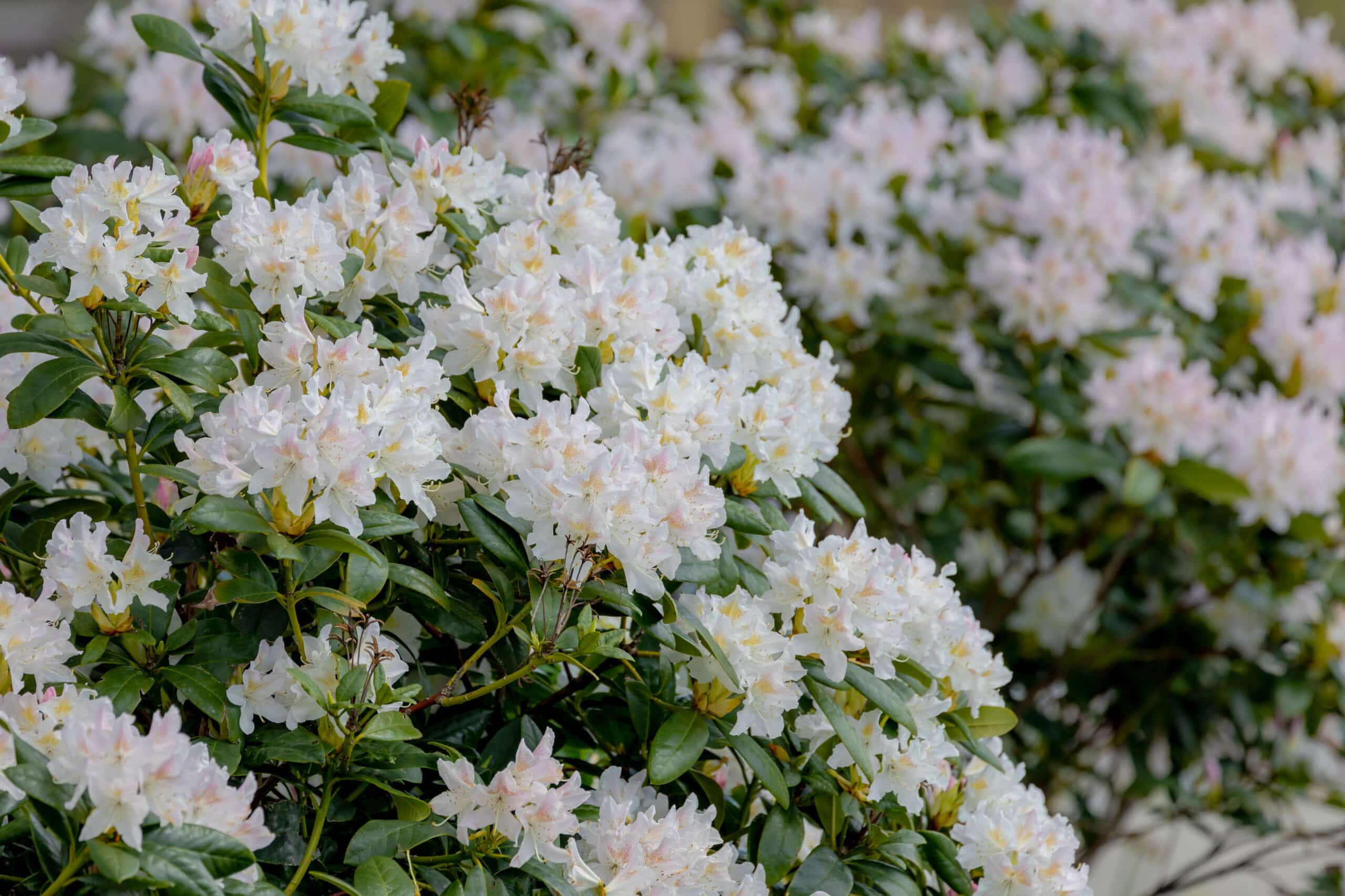 Hybrid Rhododendron (Rhododendron catawbiense Cunningham’s White)