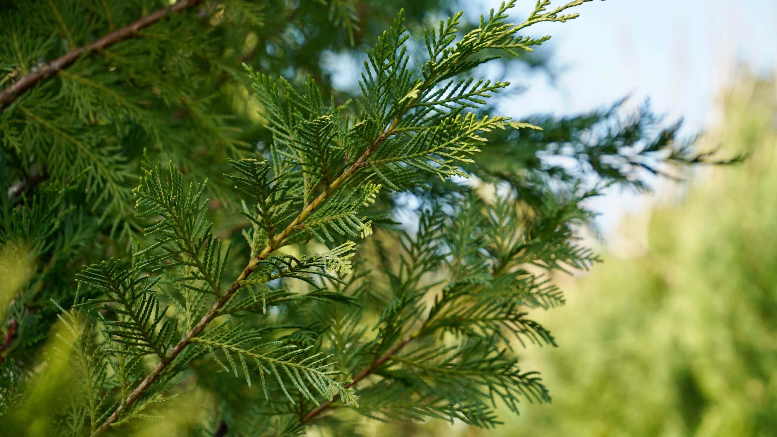 Virescens Arborvitae (Thuja plicata Virescens)