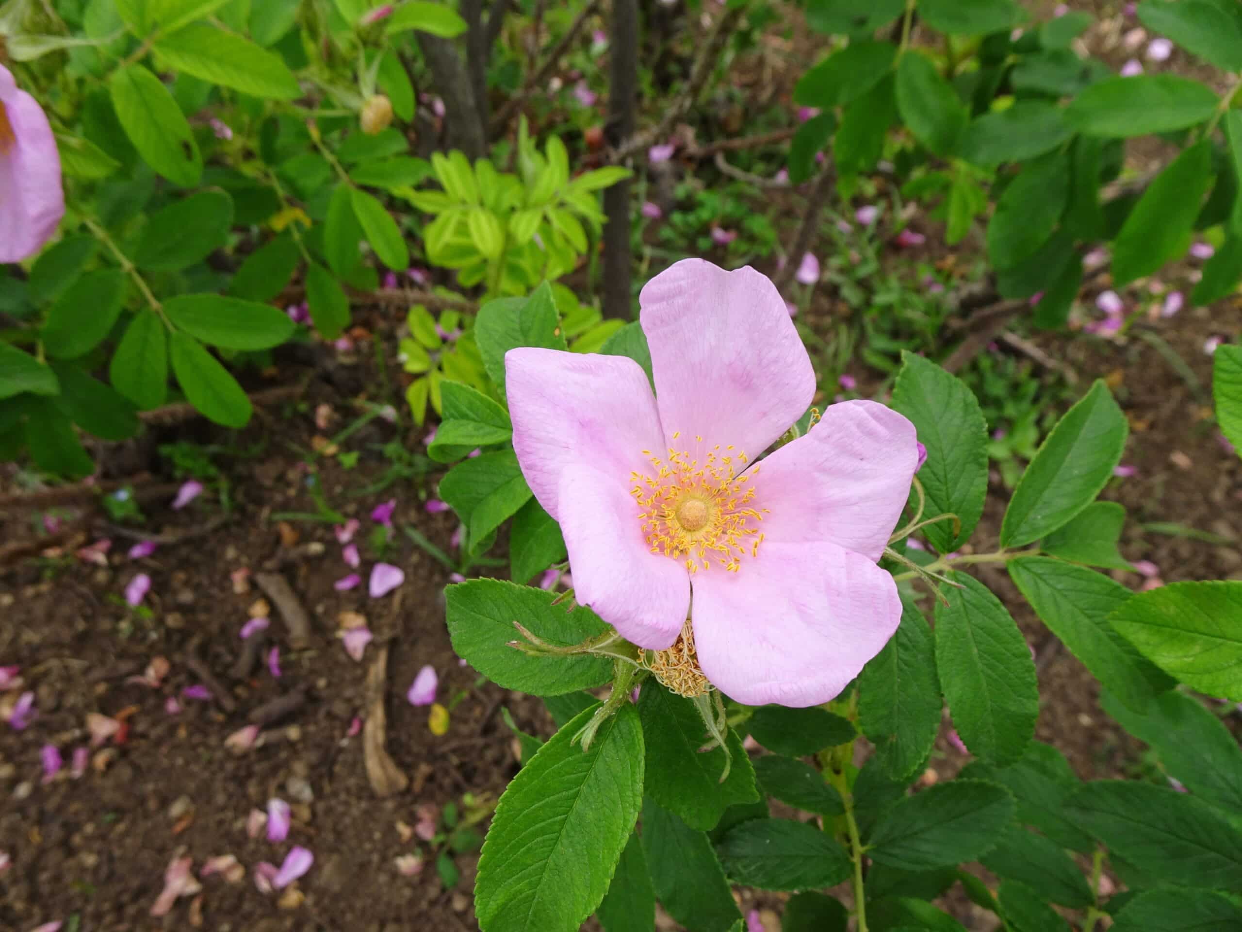 Swamp Rose (Rosa palustris )