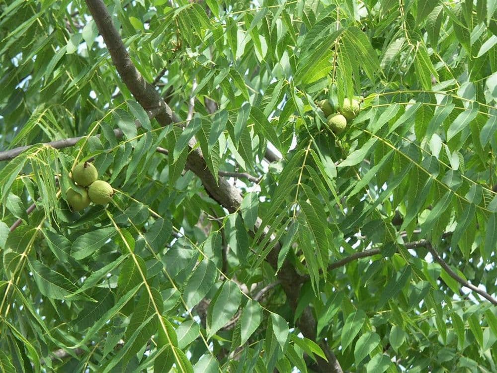 Black Walnut (Juglans nigra)