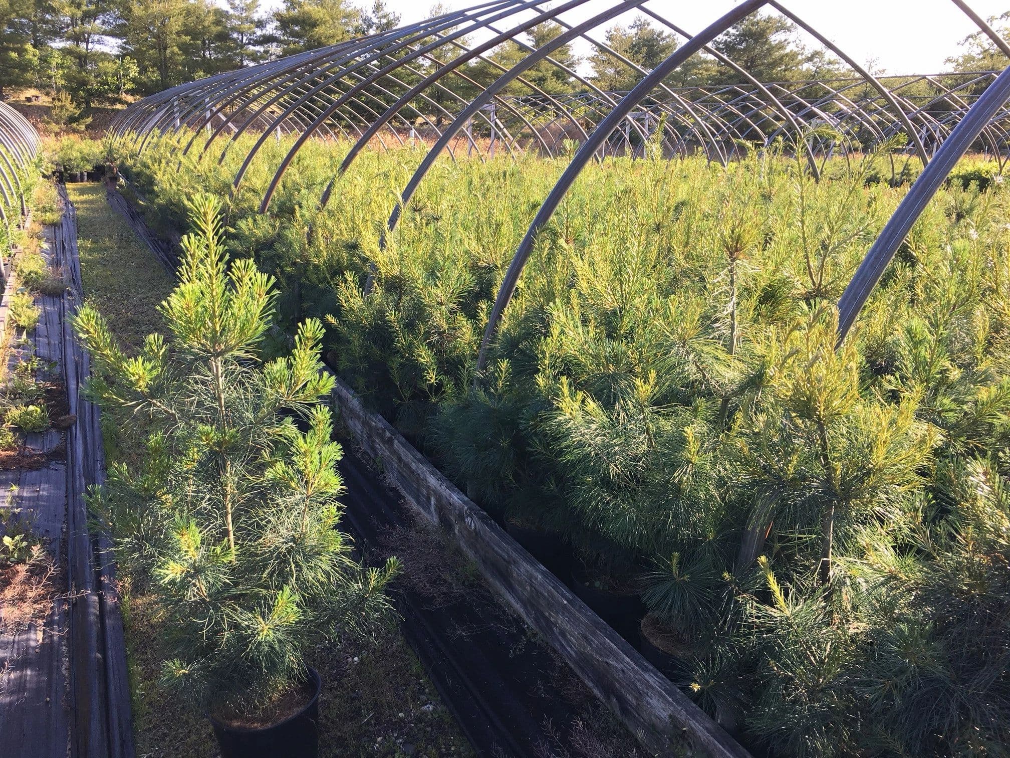 Eastern White Pine (Pinus strobus) - thumbnail 2