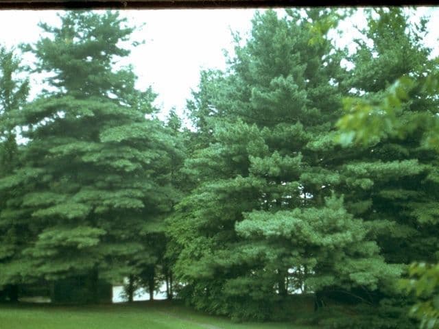 Eastern White Pine (Pinus strobus)