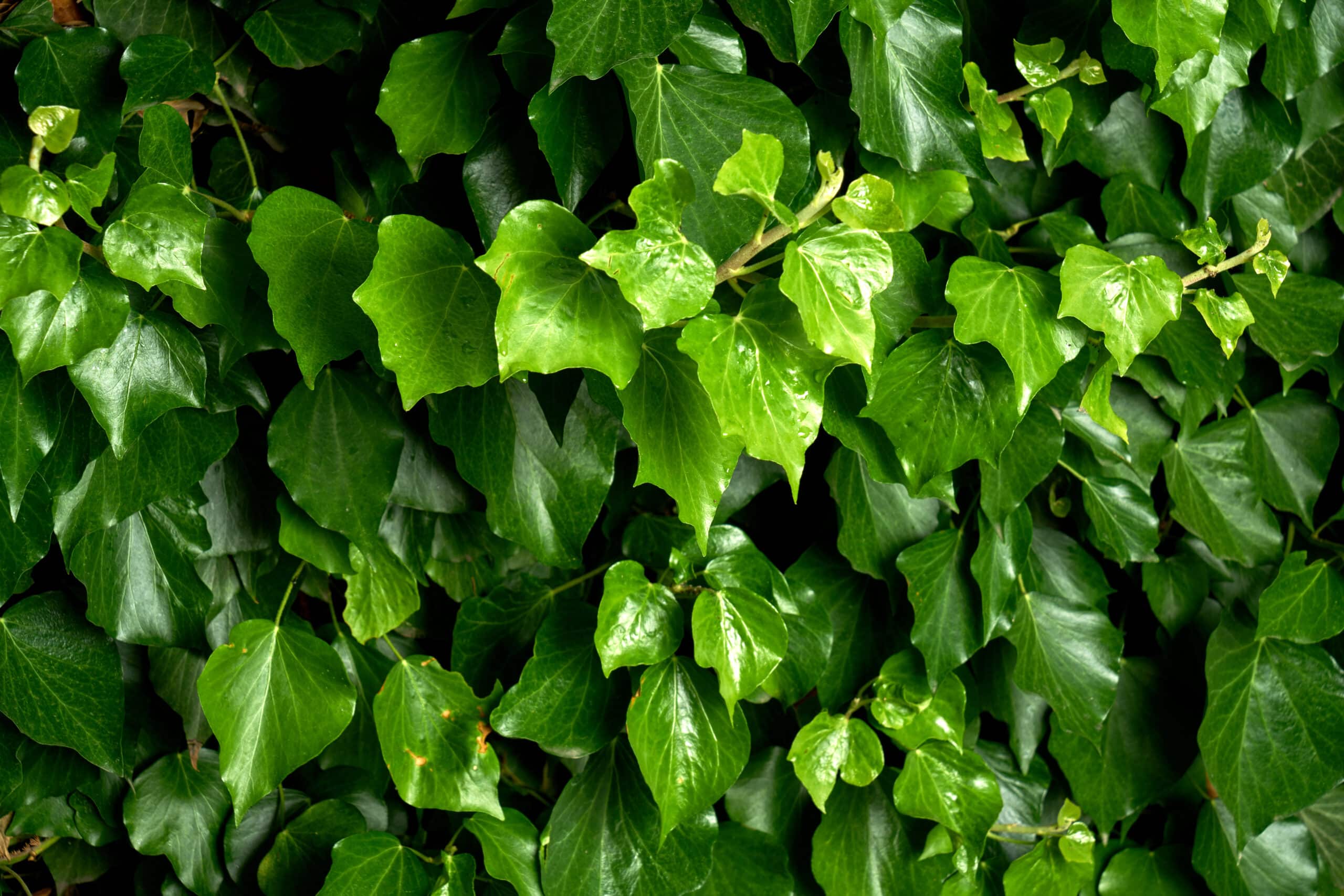 Common Ivy (Hedera helix)