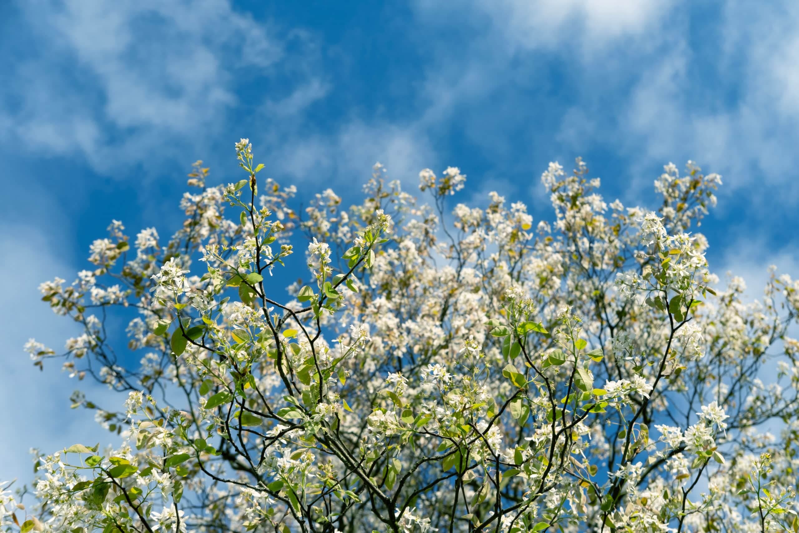 Serviceberry (Amelanchier laevis)