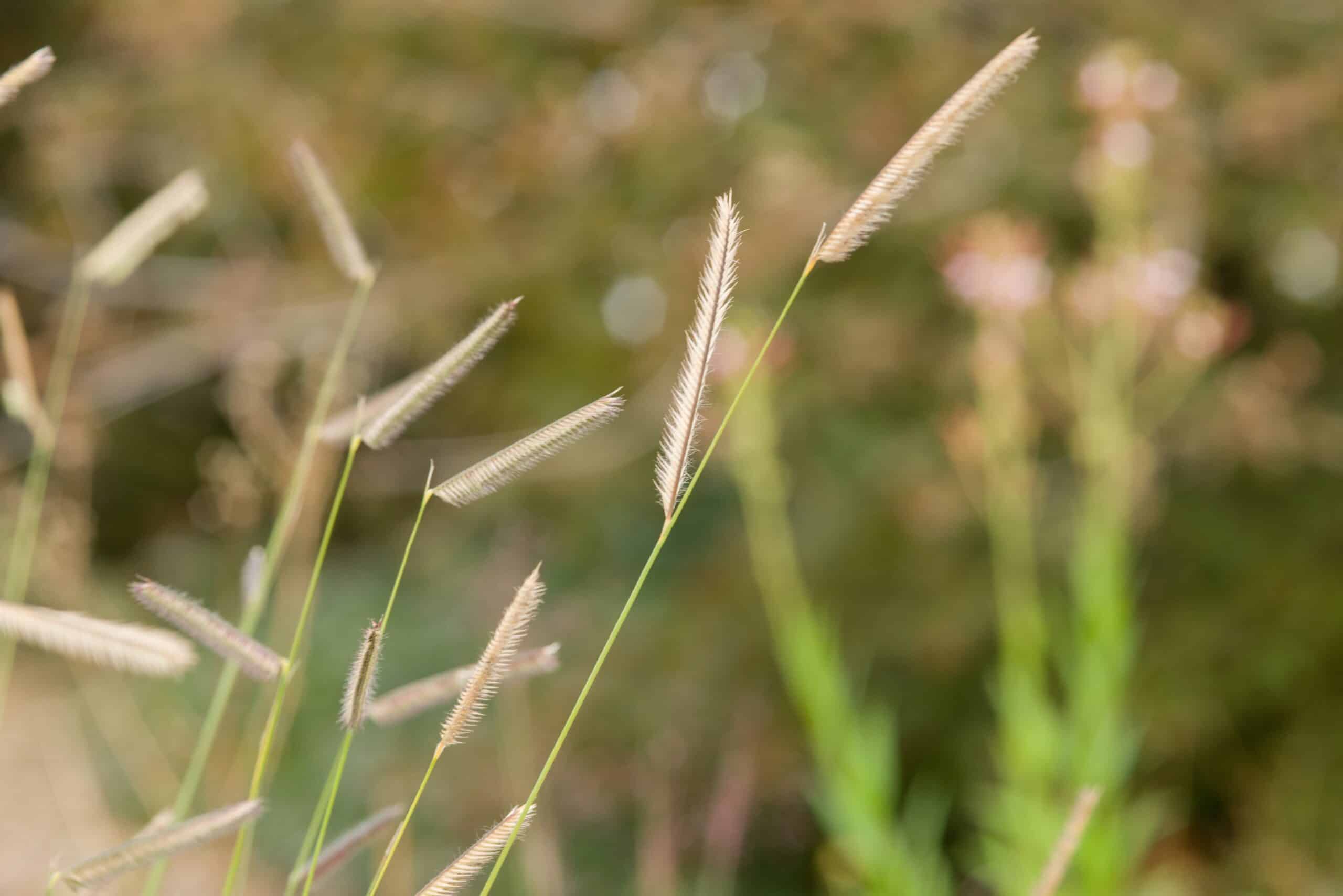 Blue Grama (Bouteloua gracilis)