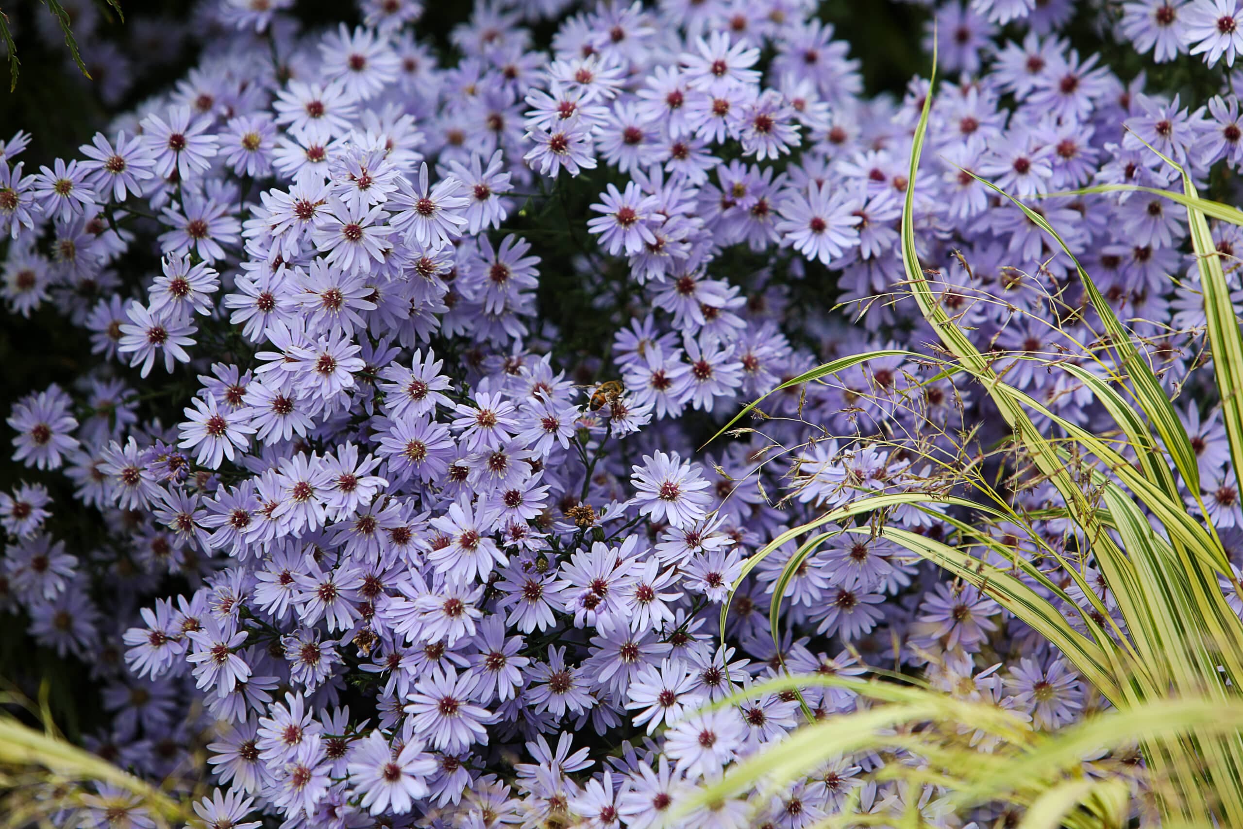 Blue Wood Aster(Symphyotrichum ‘Wood’s Blue’) - thumbnail 3
