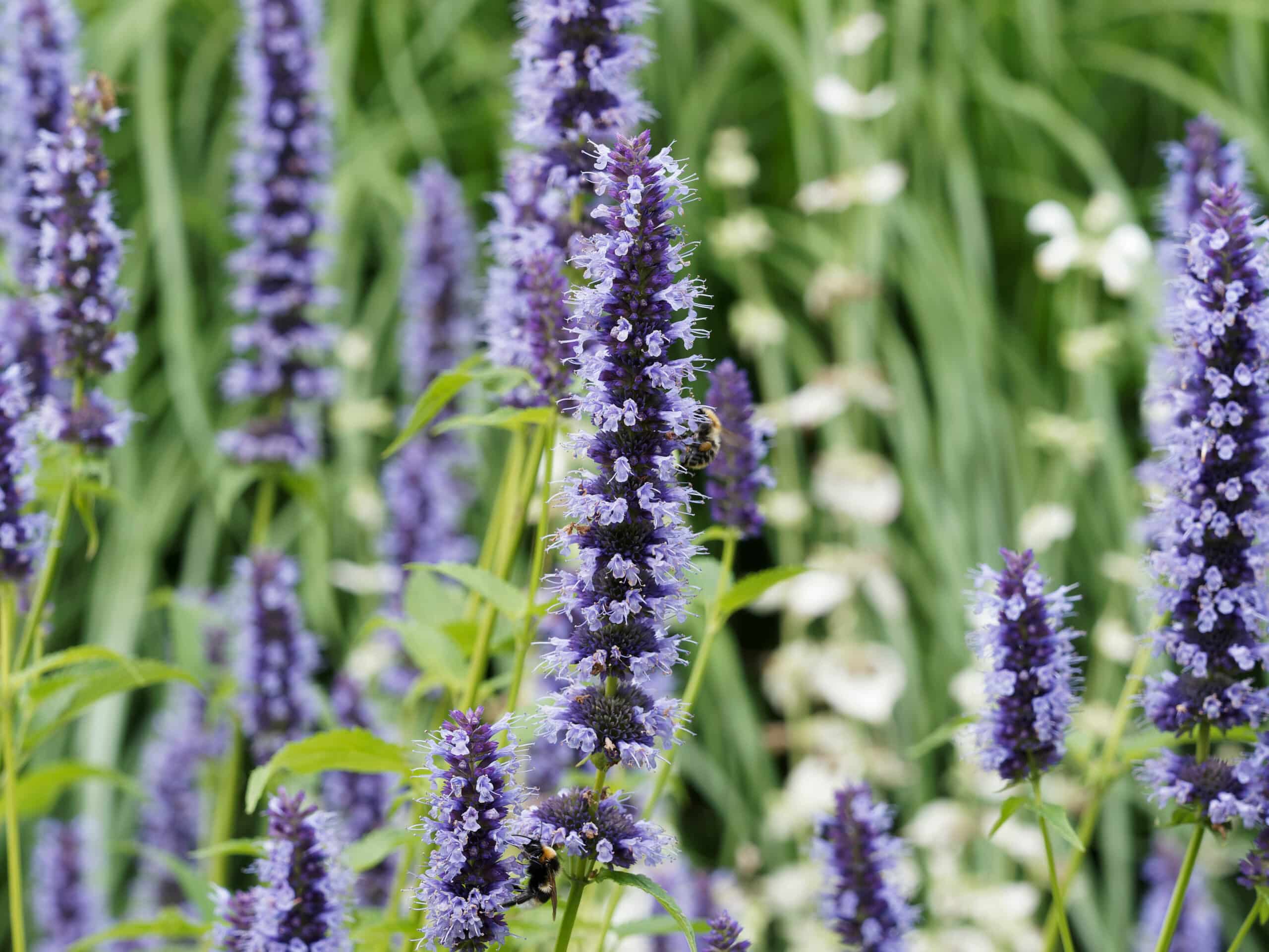 Giant Hyssop (Agastache ‘Blue Fortune’)