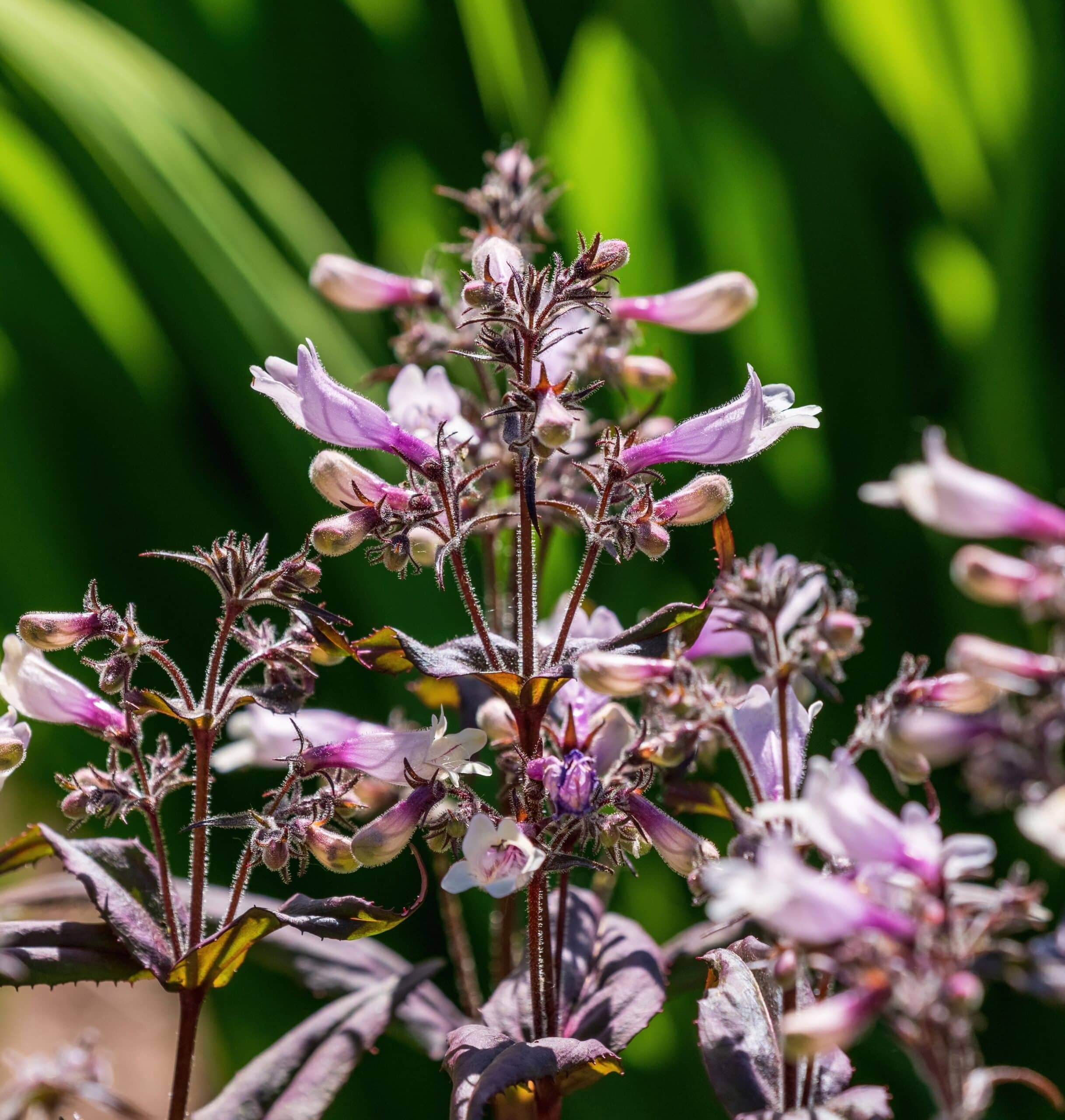 Beardtongue(Penstemon dig. ‘Husker Red’)