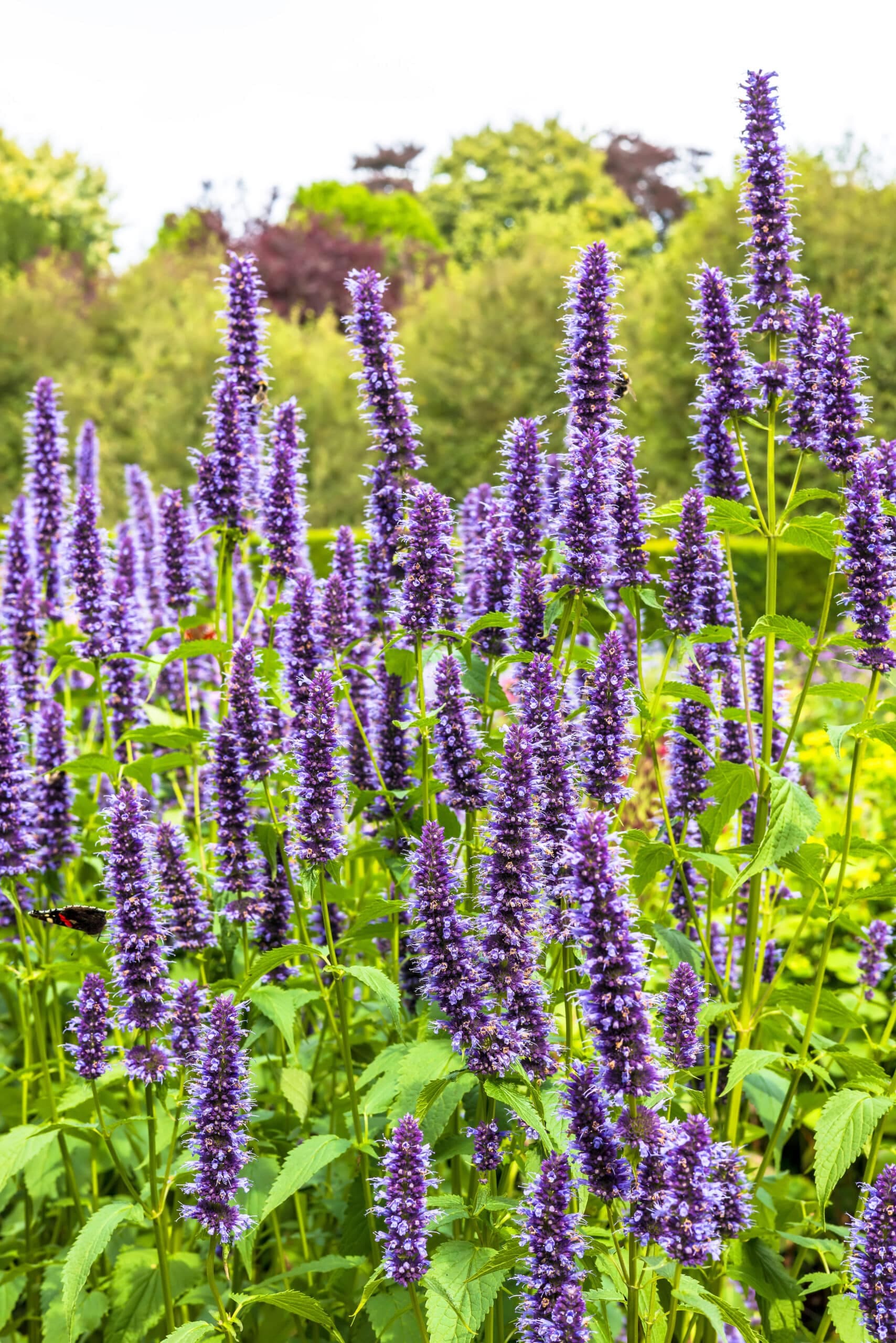 Giant Hyssop (Agastache ‘Blue Fortune’) - thumbnail 3