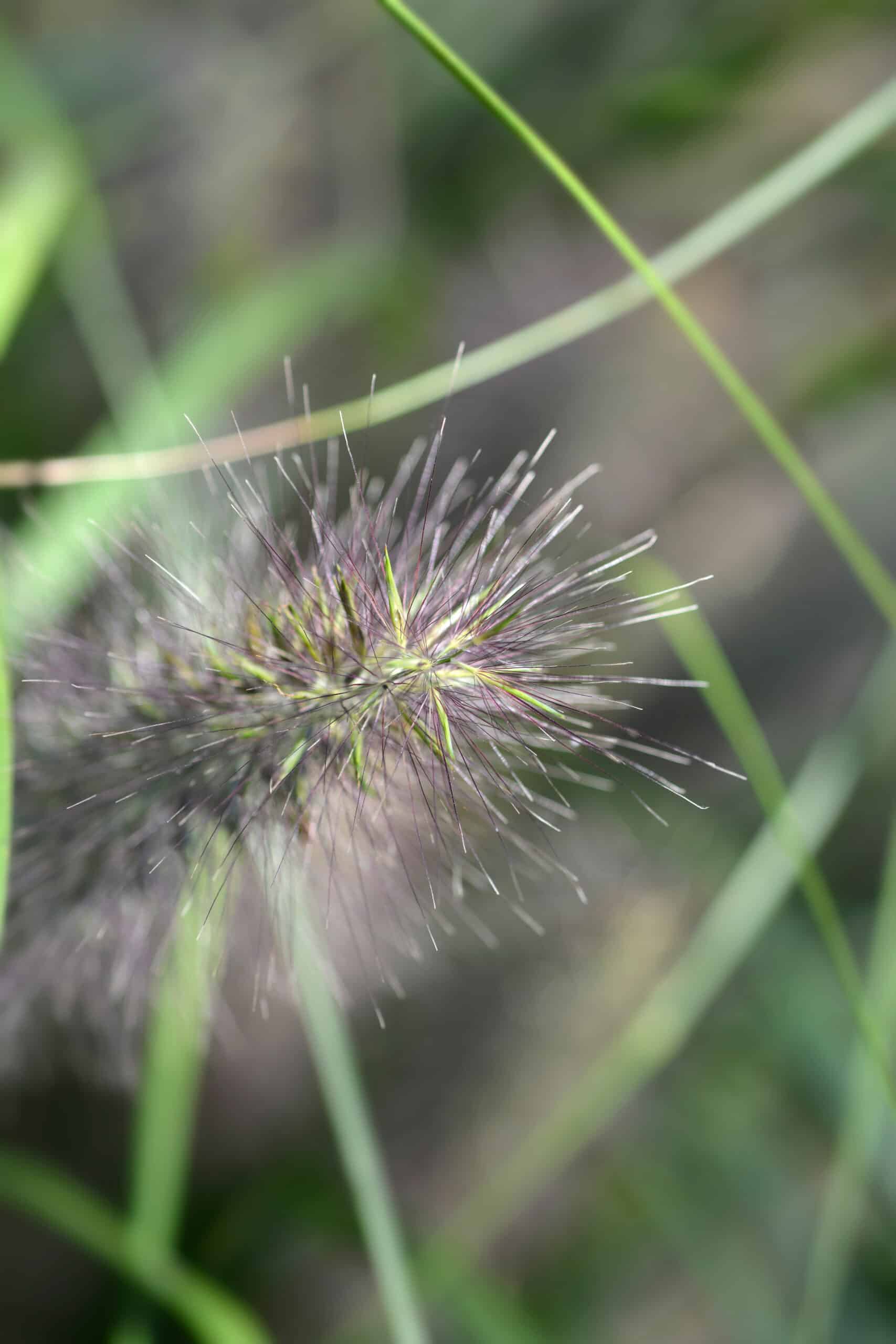 Fountain Grass(Pennisetum alo. ‘Moudry’)