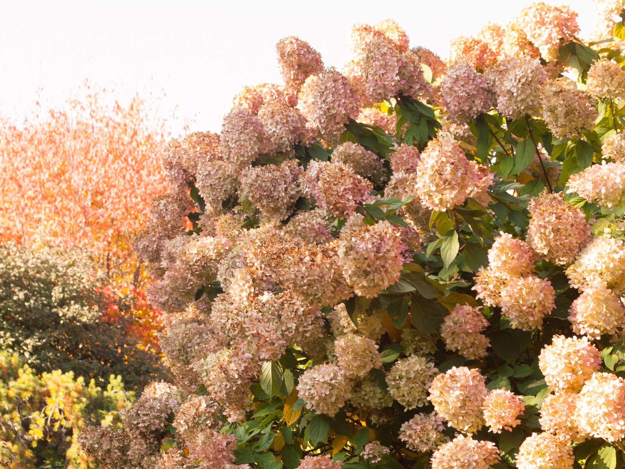 Panicle Hydrangea, ‘Limelight’