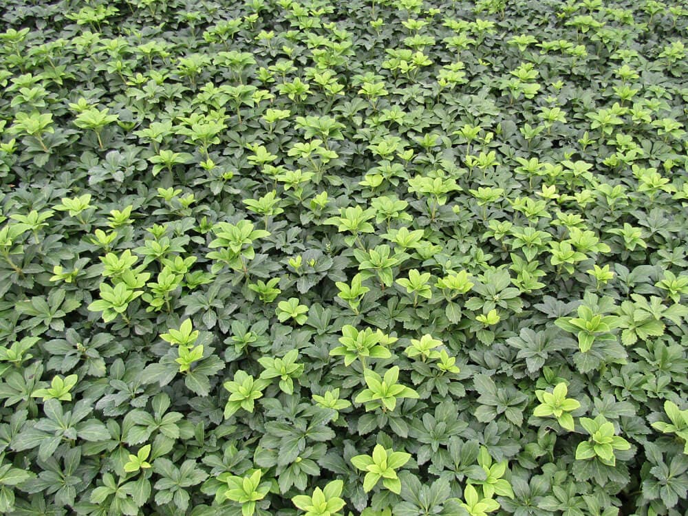Pachysandra, ‘Green Carpet’ - thumbnail 2