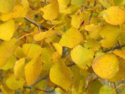 Aspen, Prairie Gold – Single Stem - thumbnail 4