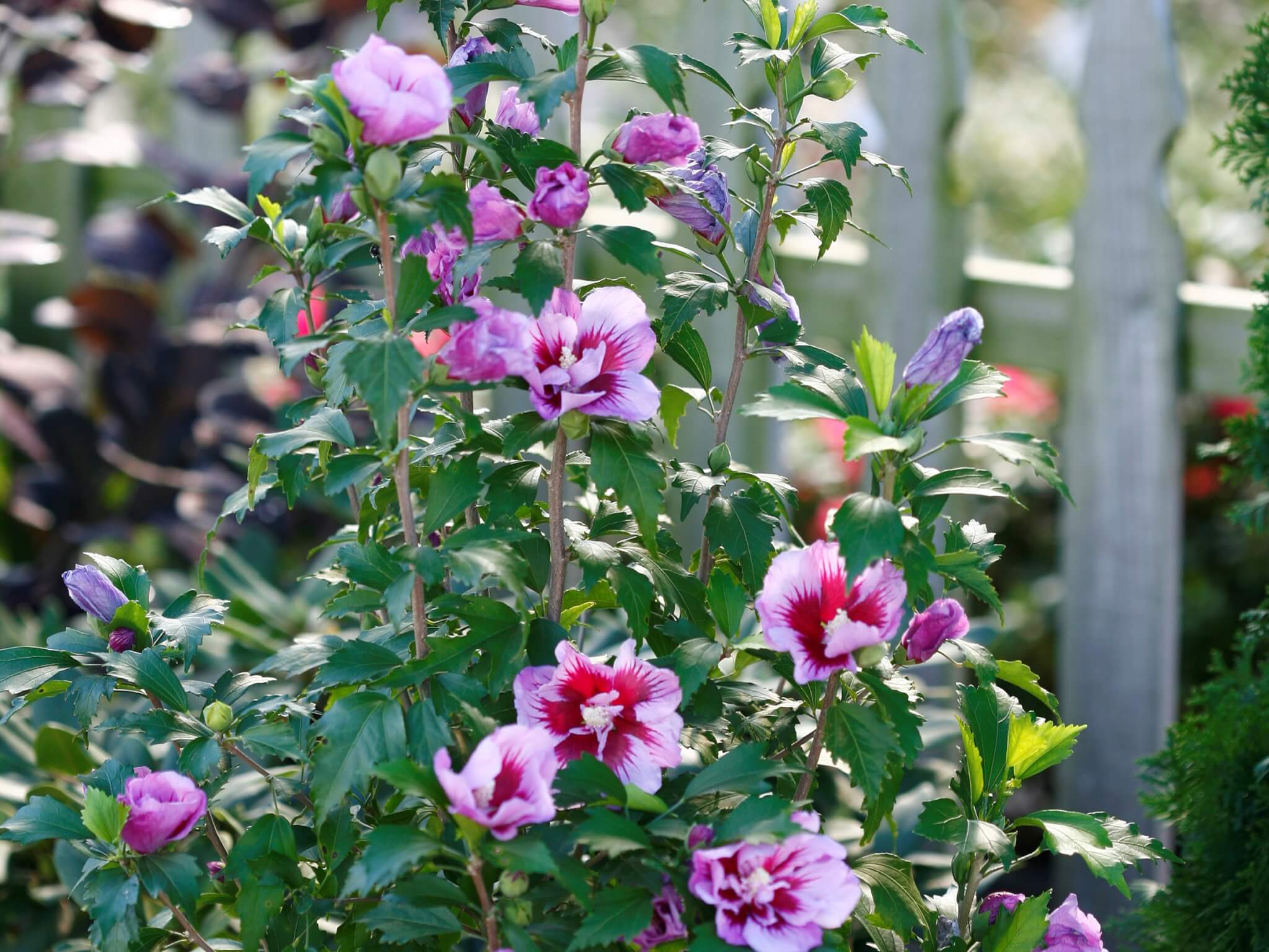 Althea, Purple Pillar