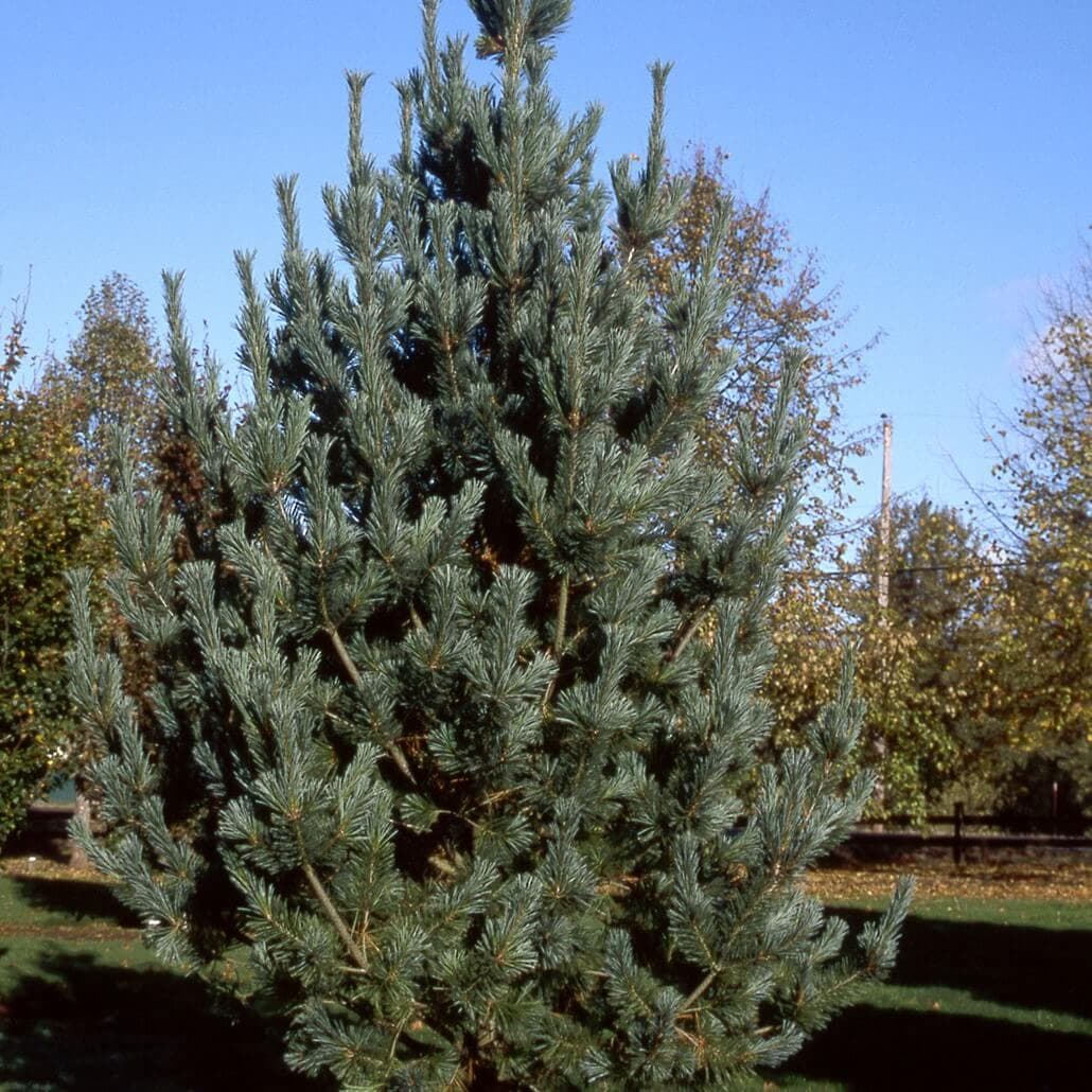 Pine, Vanderwolf’s Pyramid