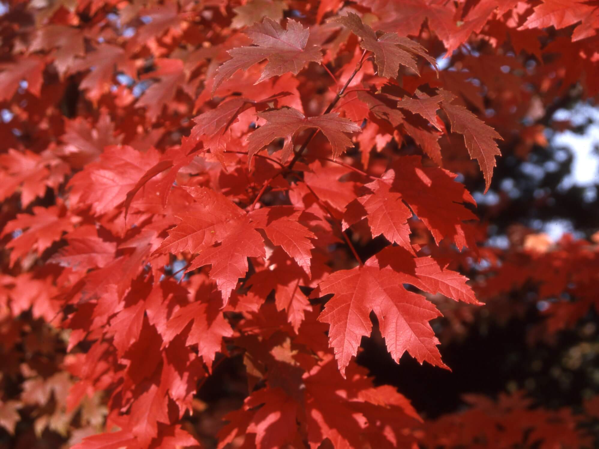 Maple, Freeman Autumn Blaze - thumbnail 2