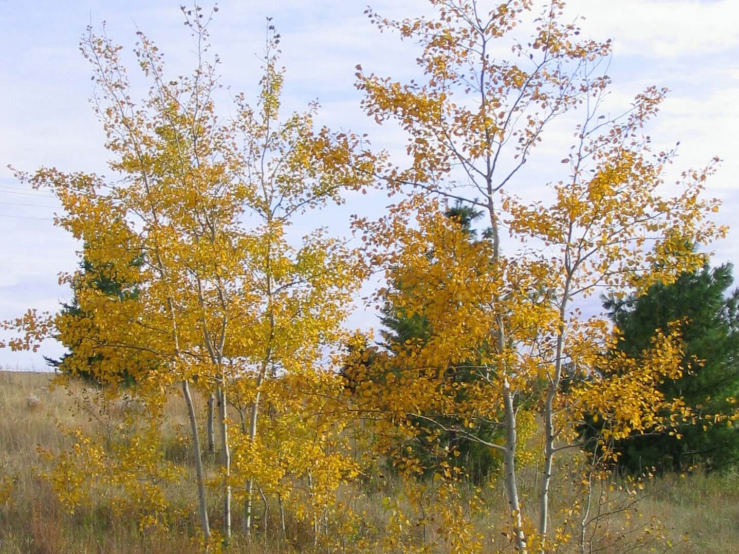 Aspen, Prairie Gold – Single Stem