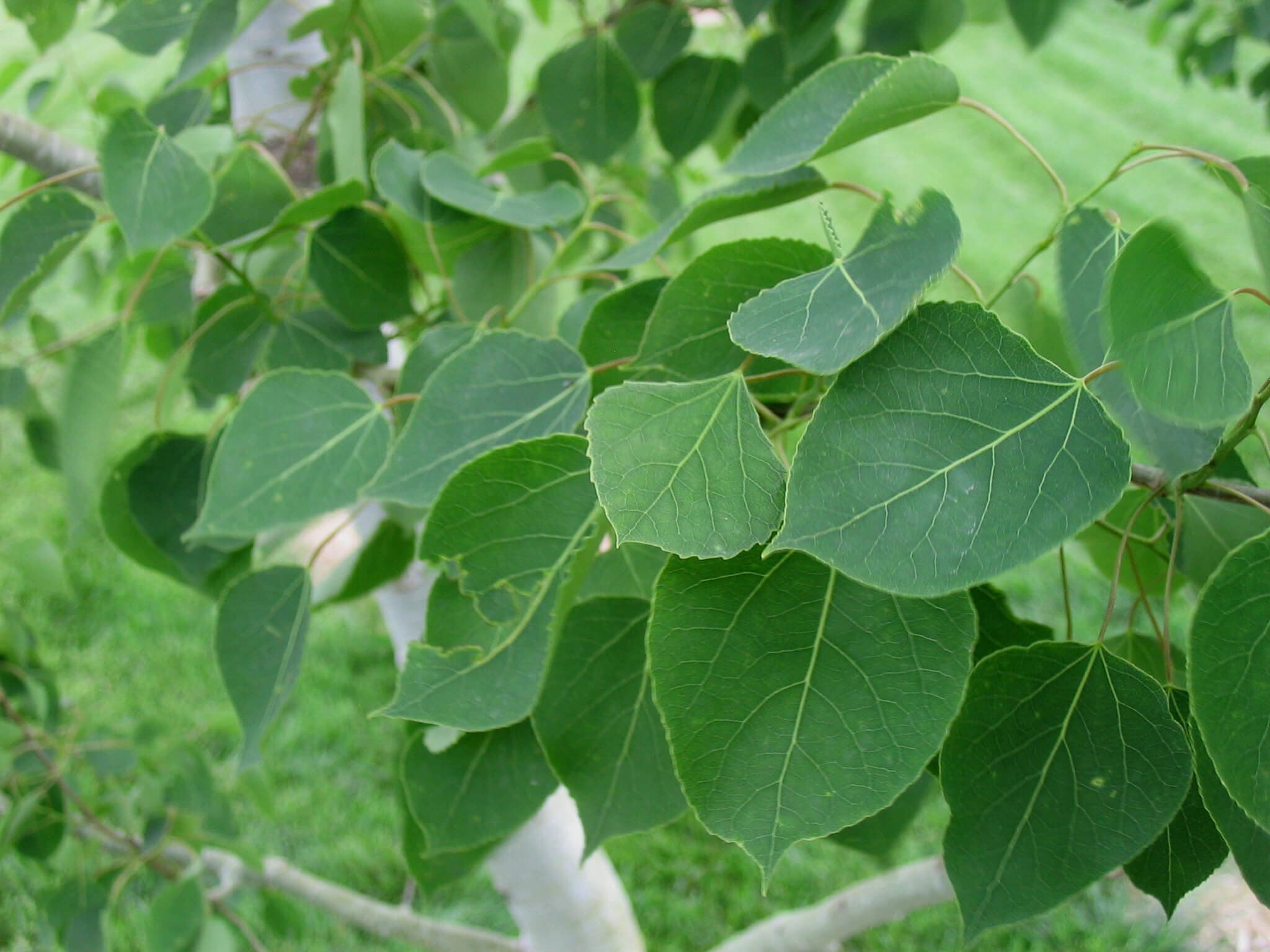 Aspen, Prairie Gold – Single Stem - thumbnail 2