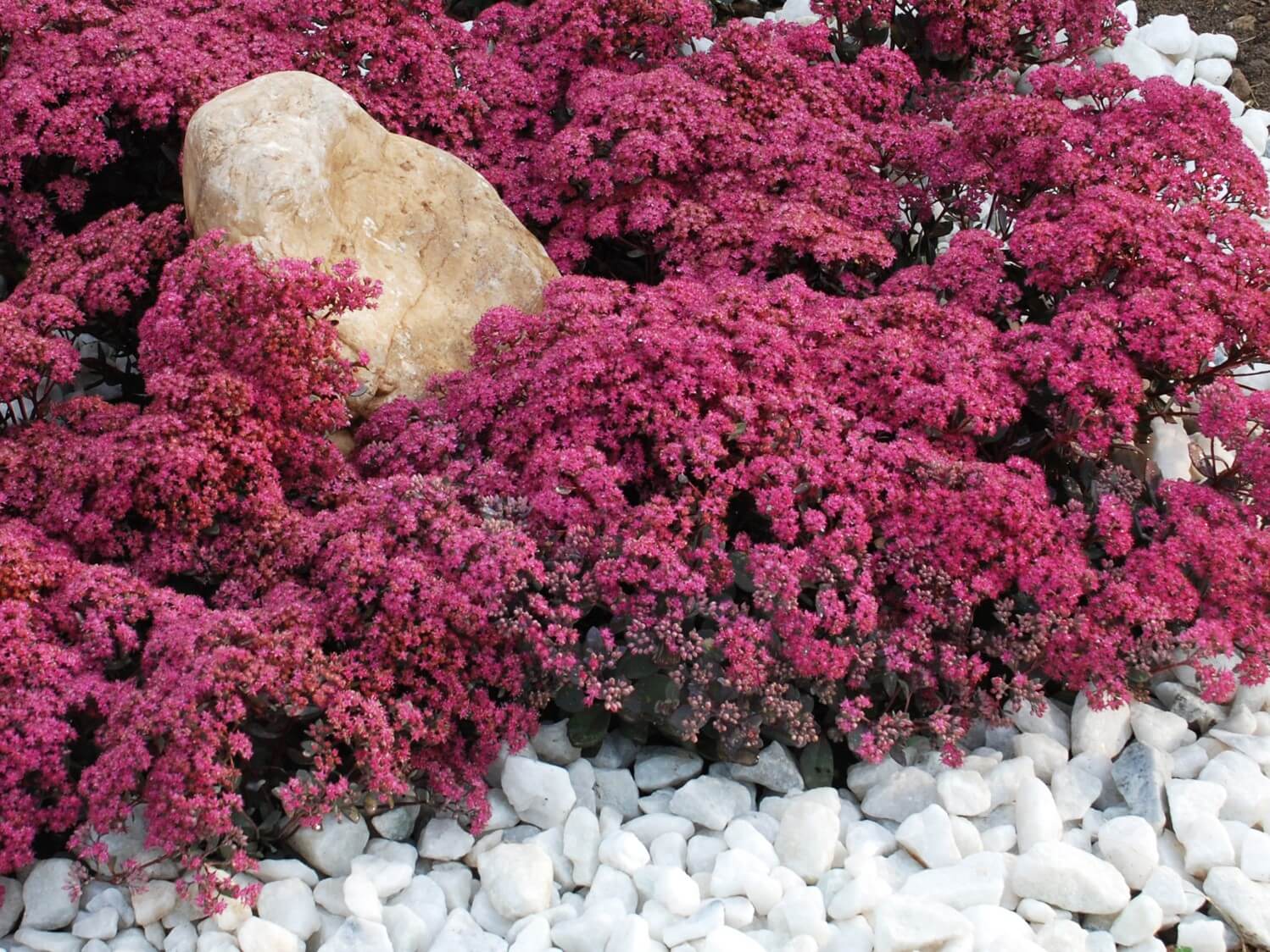 Sedum, ‘Sunsparkler Dazzleberry’