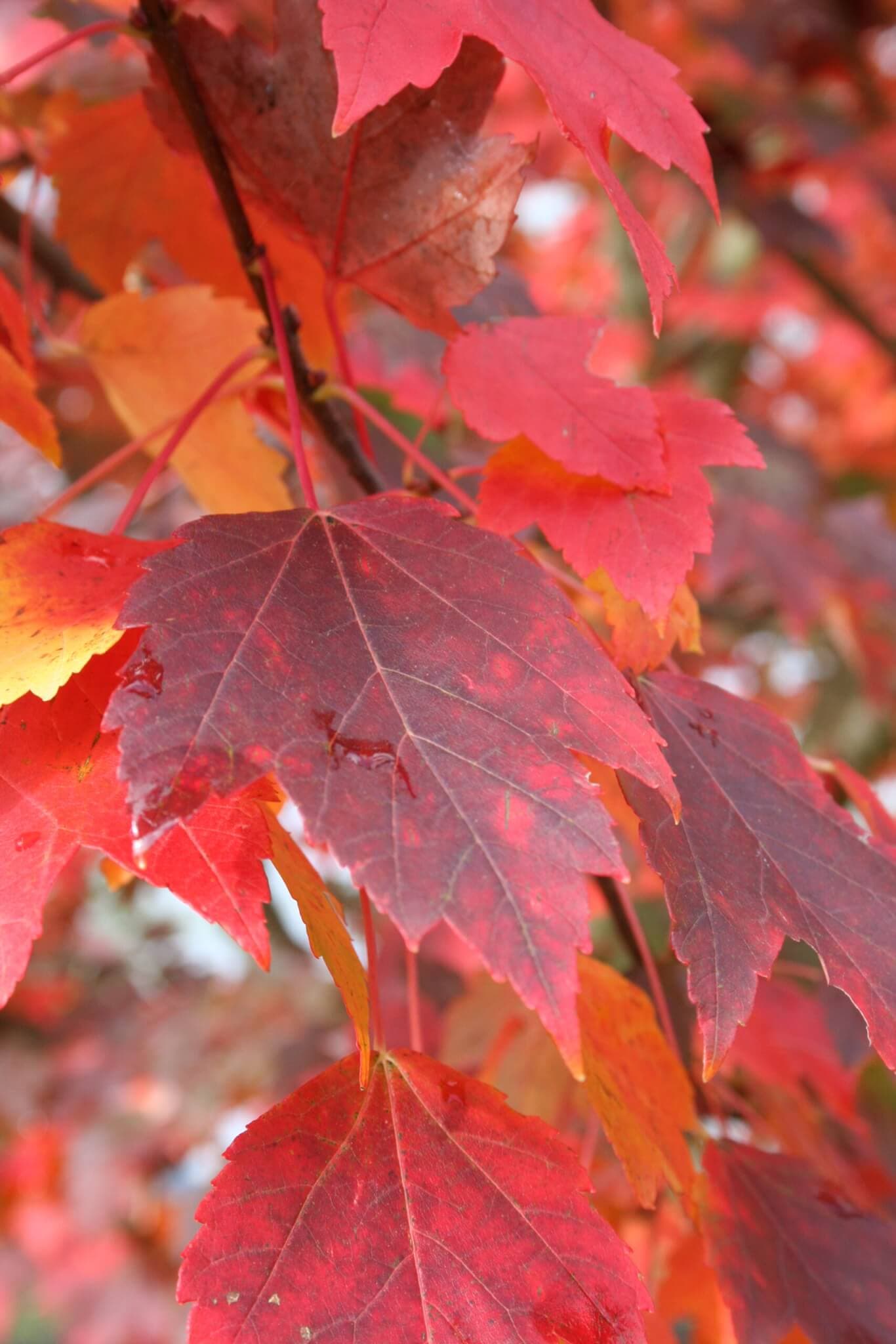 Maple, Red Sun Valley - thumbnail 2